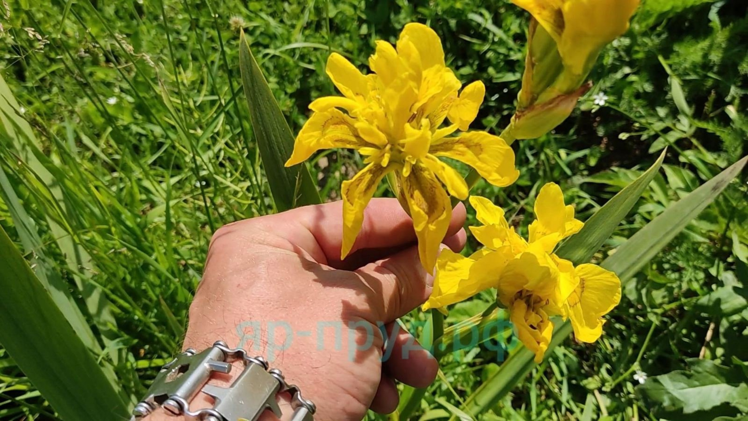 Ирис болотный махровый (Iris Pseudacorus Flore Plena)
