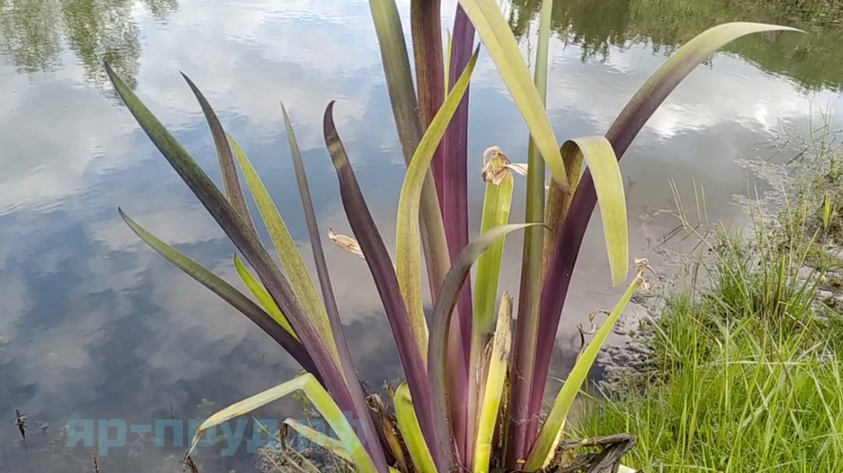 Ирис разноцветный Дак Аура (Iris versicolor Dark Aura)