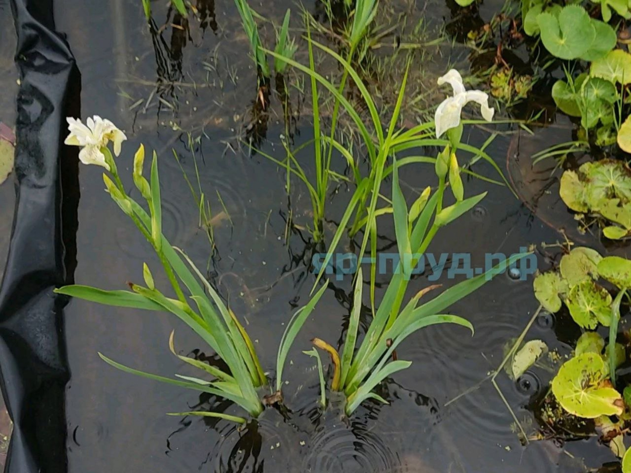 Ирис болотный белый (Iris pseudacorus Japonese Alba)