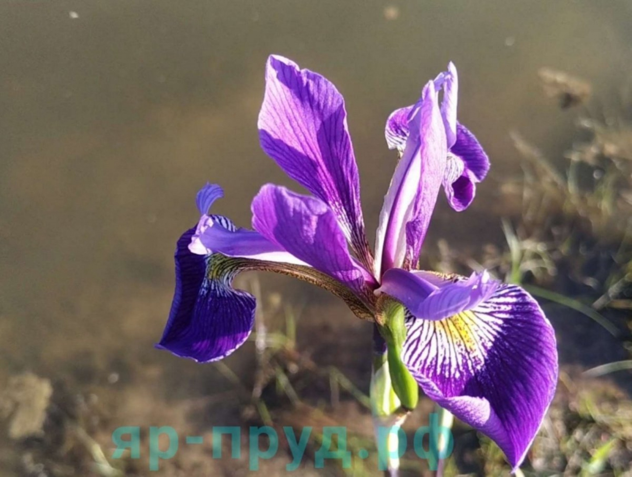 Ирис разноцветный Дак Аура (Iris versicolor Dark Aura)