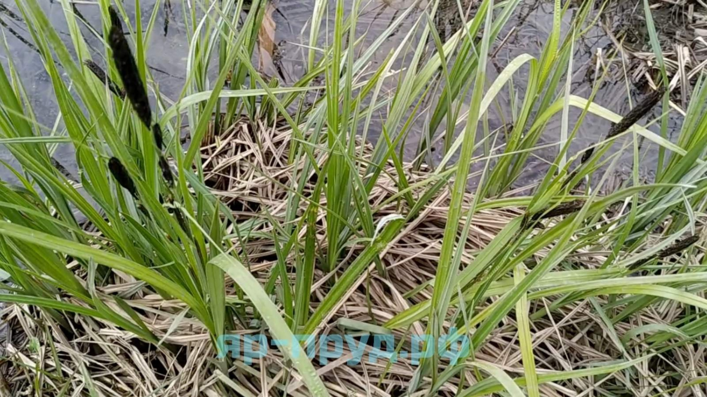 Осока дернистая (Carex cespitosa)