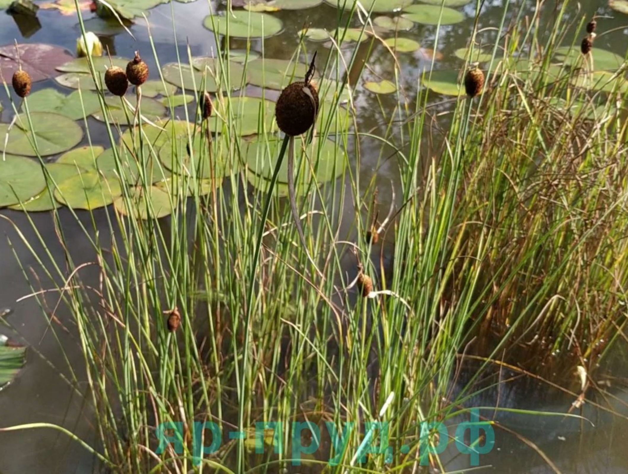 Рогоз карликовый (Typha minima)