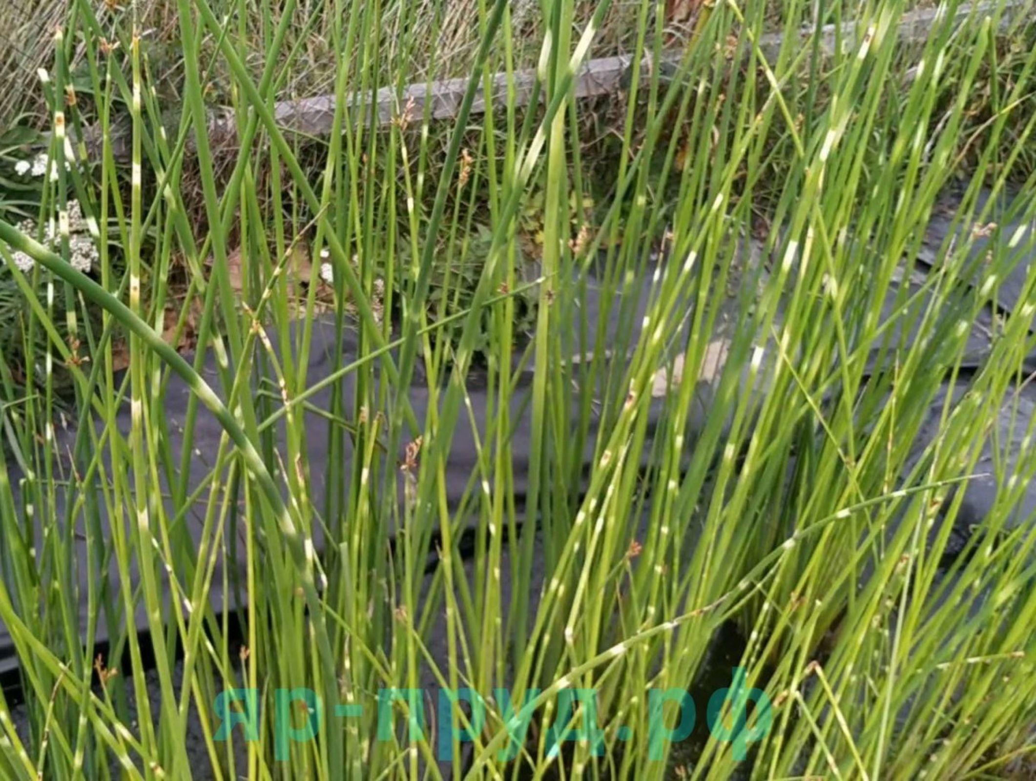 Камыш Зебринус (Scirpus Tabernaemontani variegate Zebrinus)