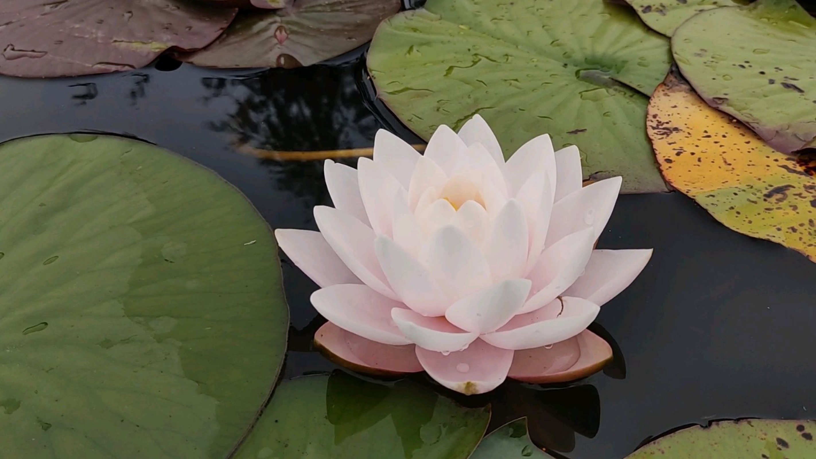 Rattana Ubol (Ратана Убол)