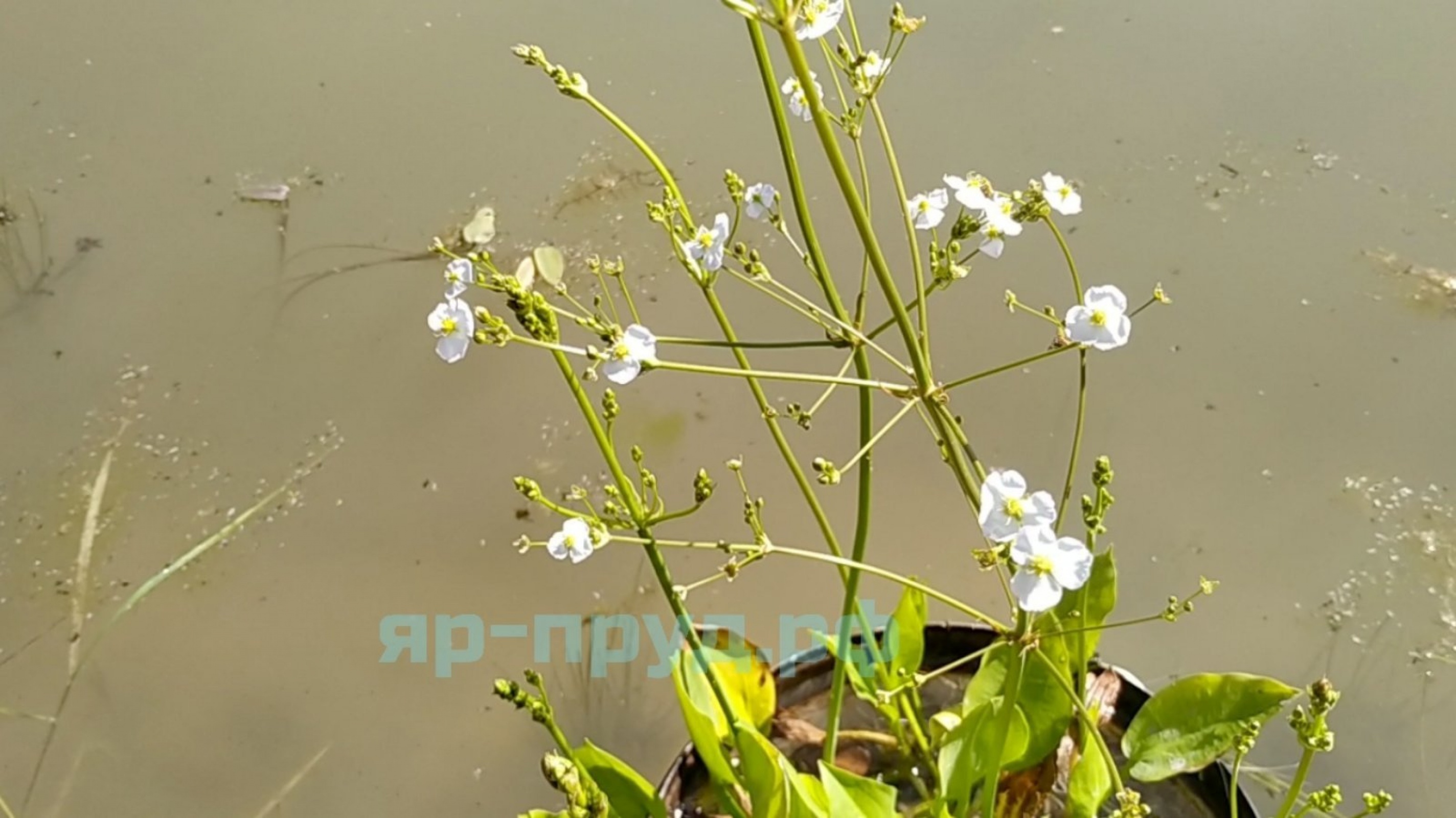 Частуха подорожниковая (Alisma plantago-aquatica)