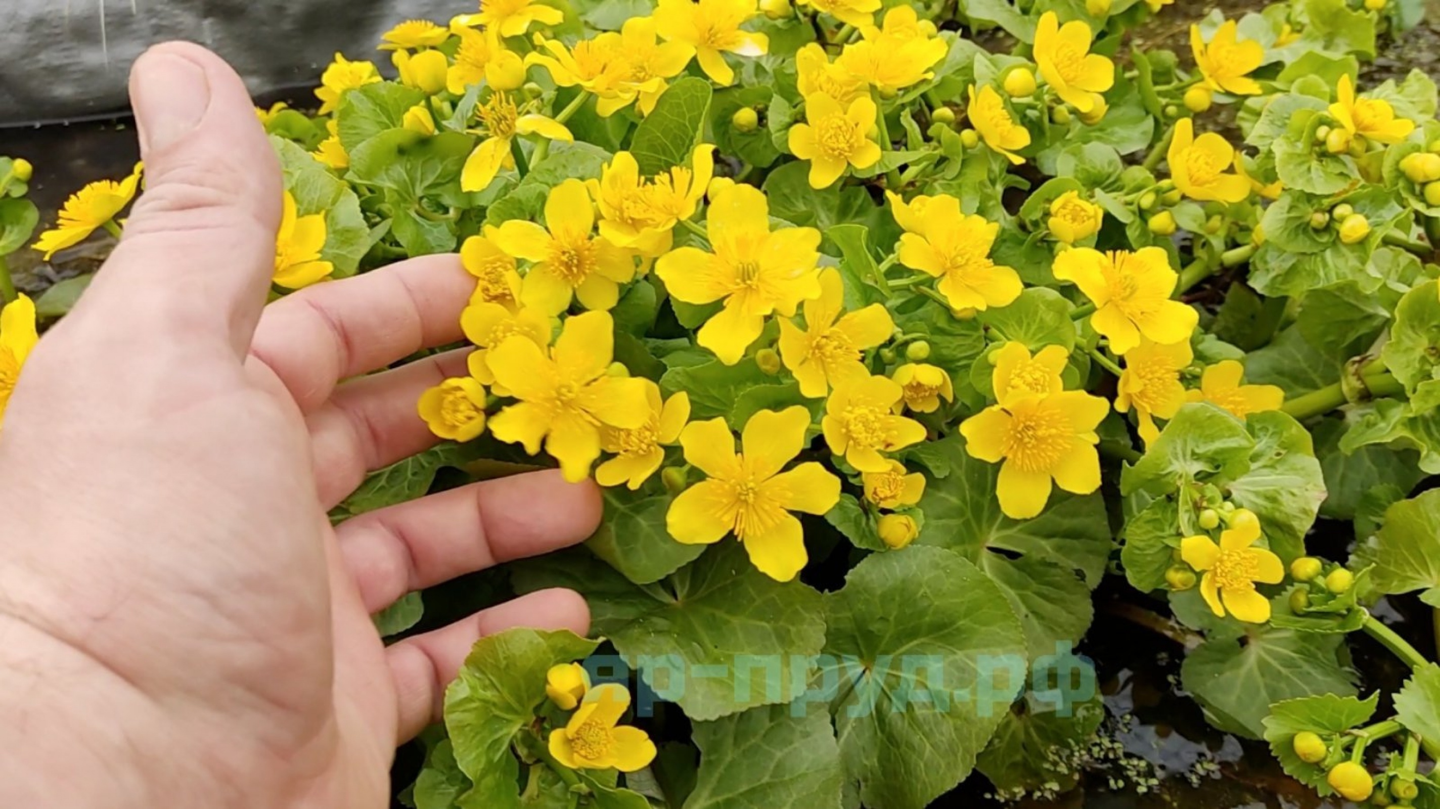 Калужница болотная (Caltha palustris)