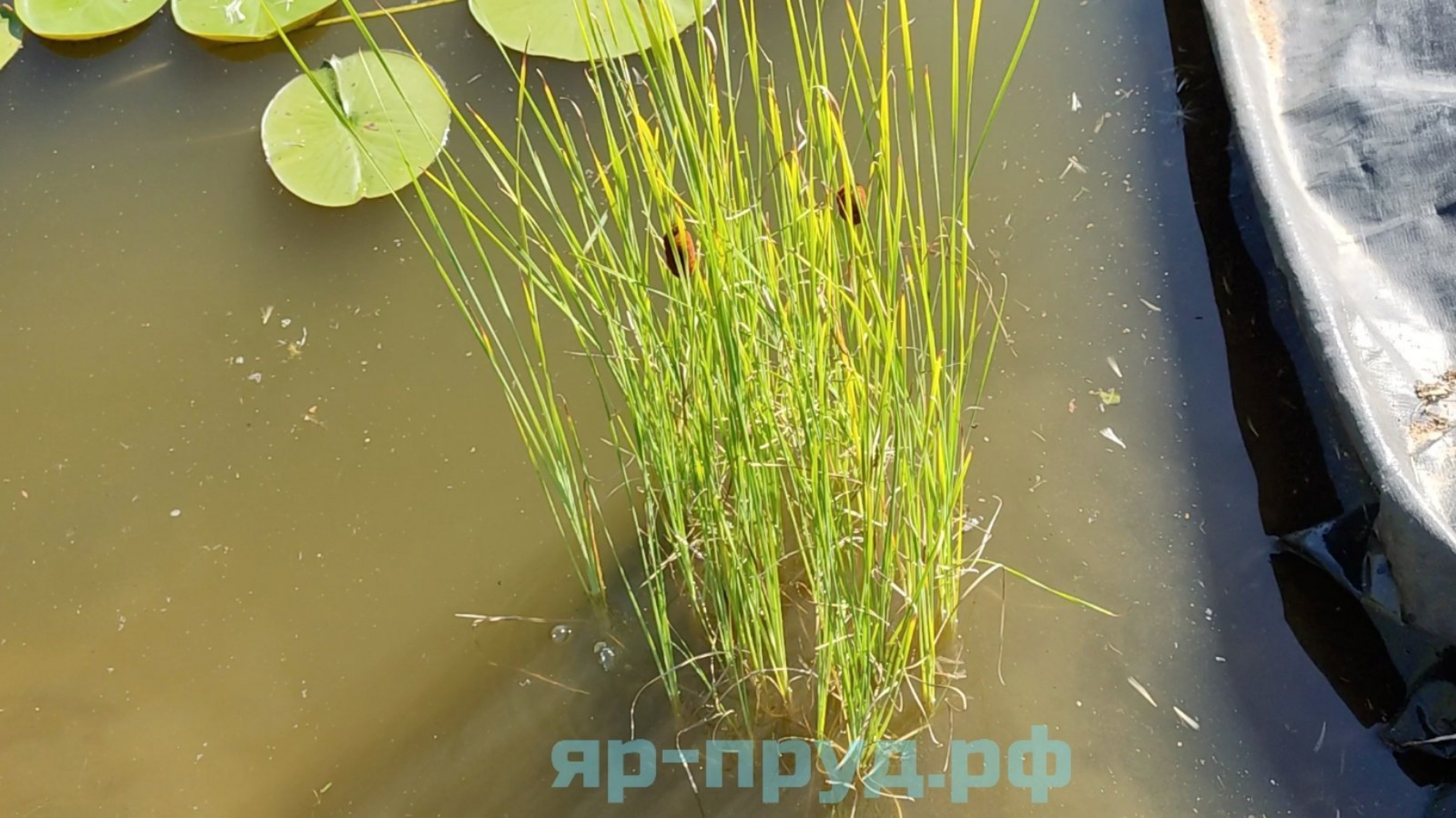 Рогоз лаксмана (Typha laxmannii)