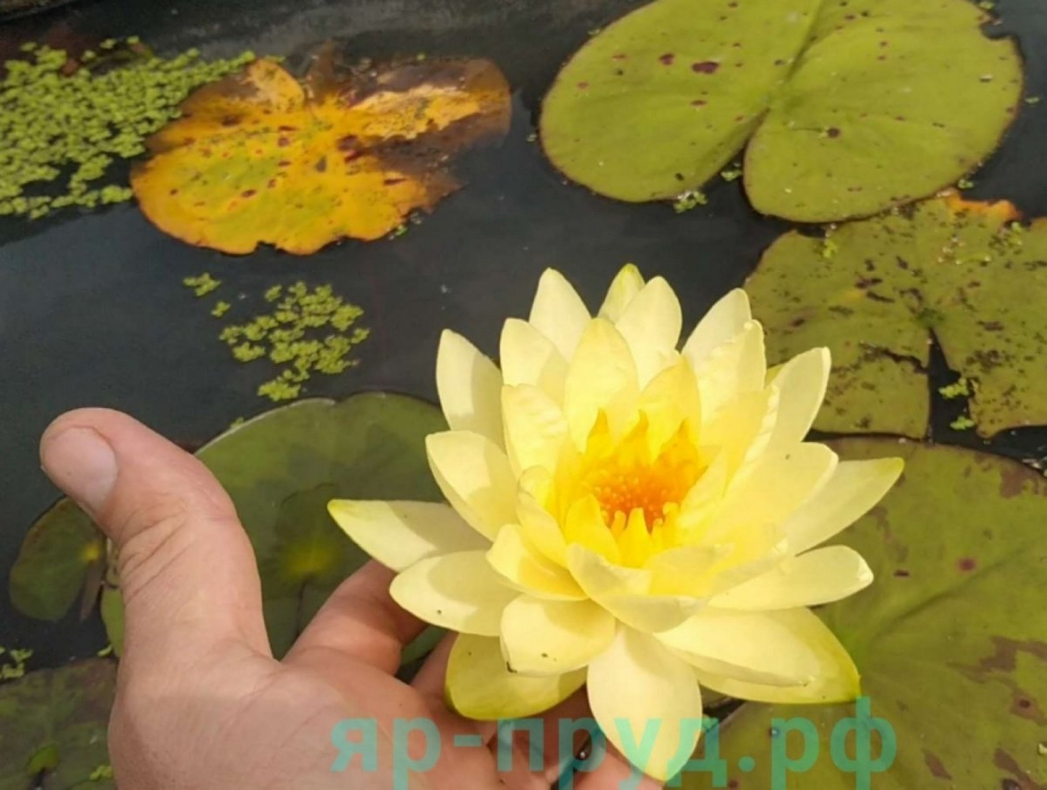 Yellow Sensation (Елоу Сенсейшн)