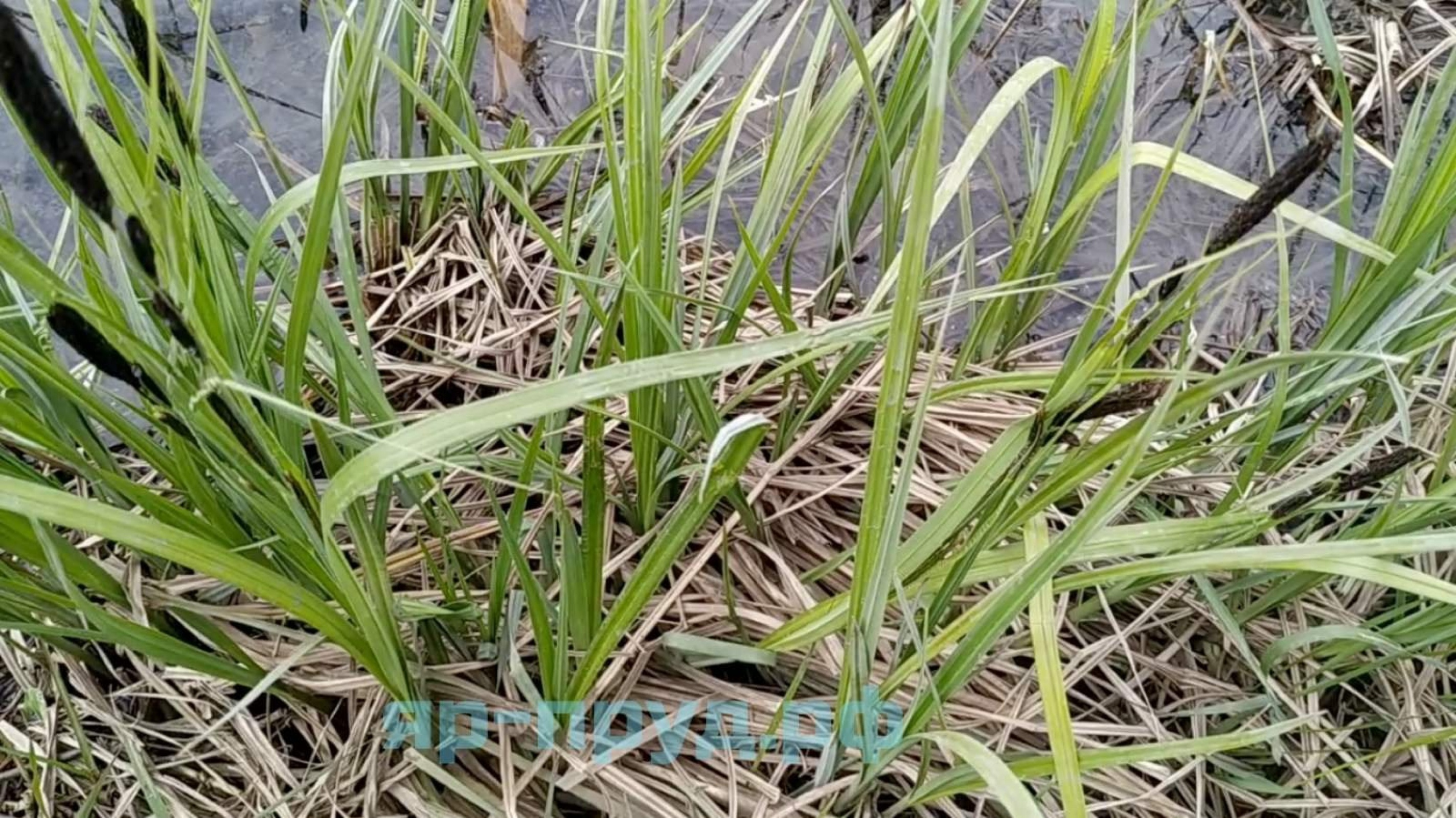Осока дернистая (Carex cespitosa)