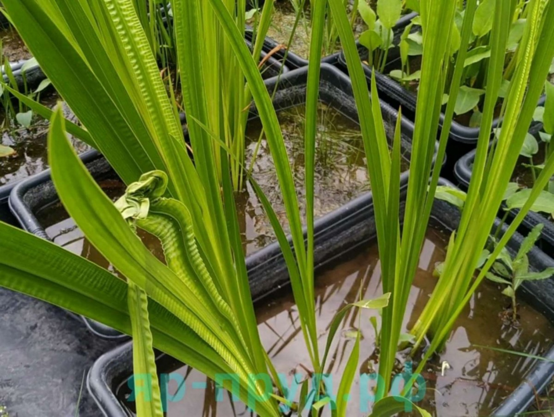 Аир болотный (Acorus calamus)