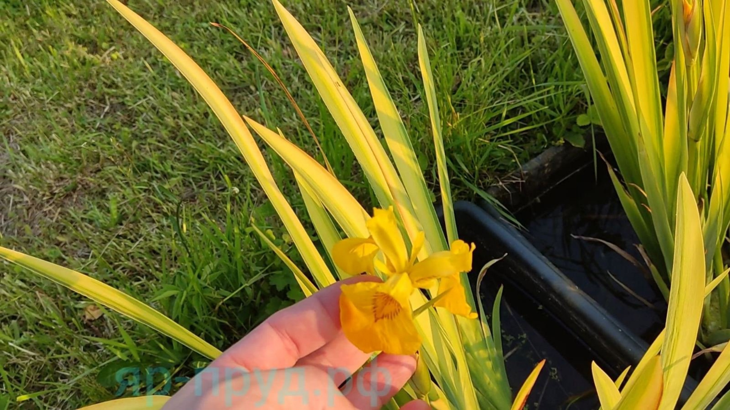 Ирис болотный пестролистный (Iris pseudacorus Variegata )