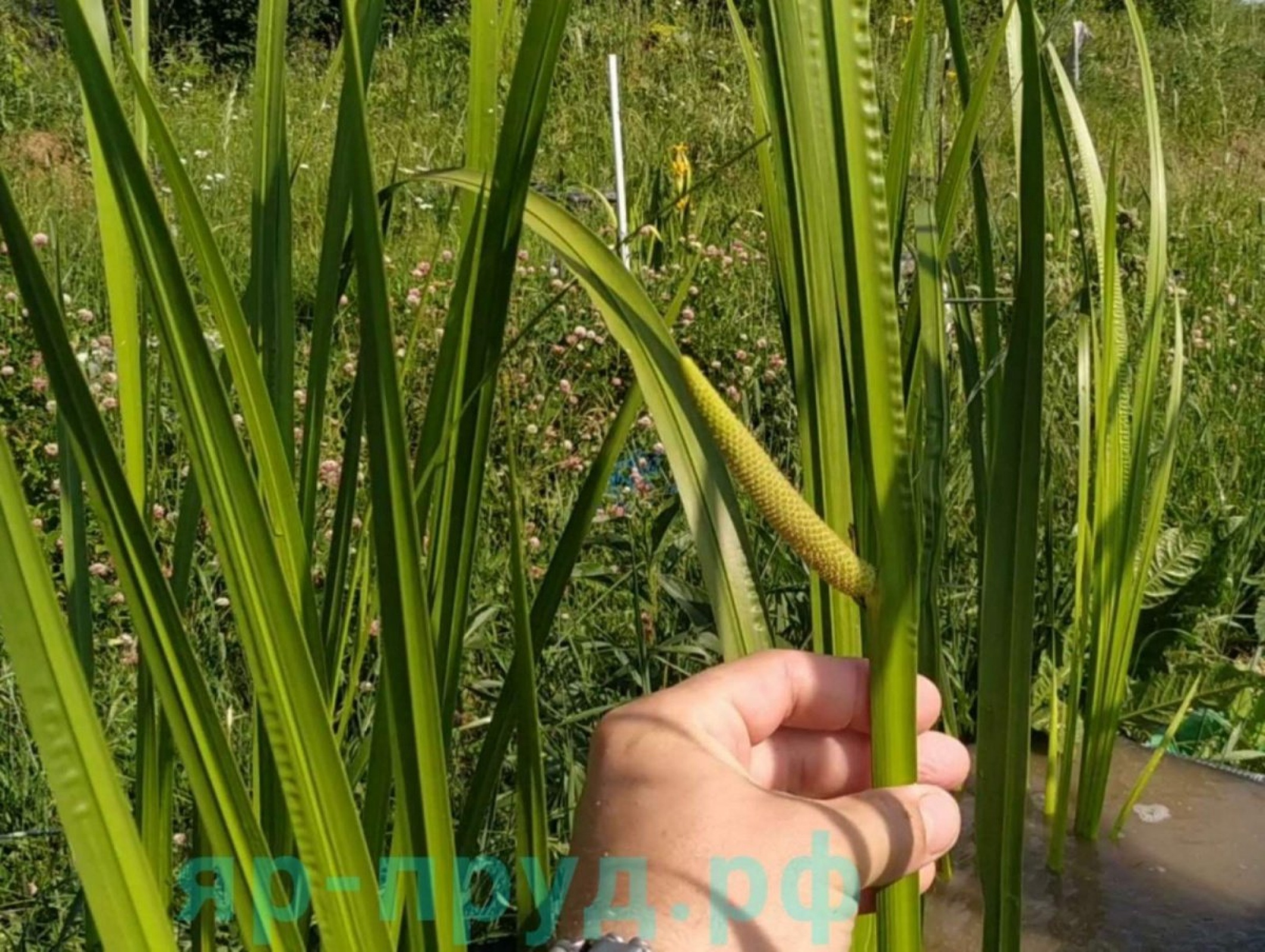 Аир болотный (Acorus calamus)