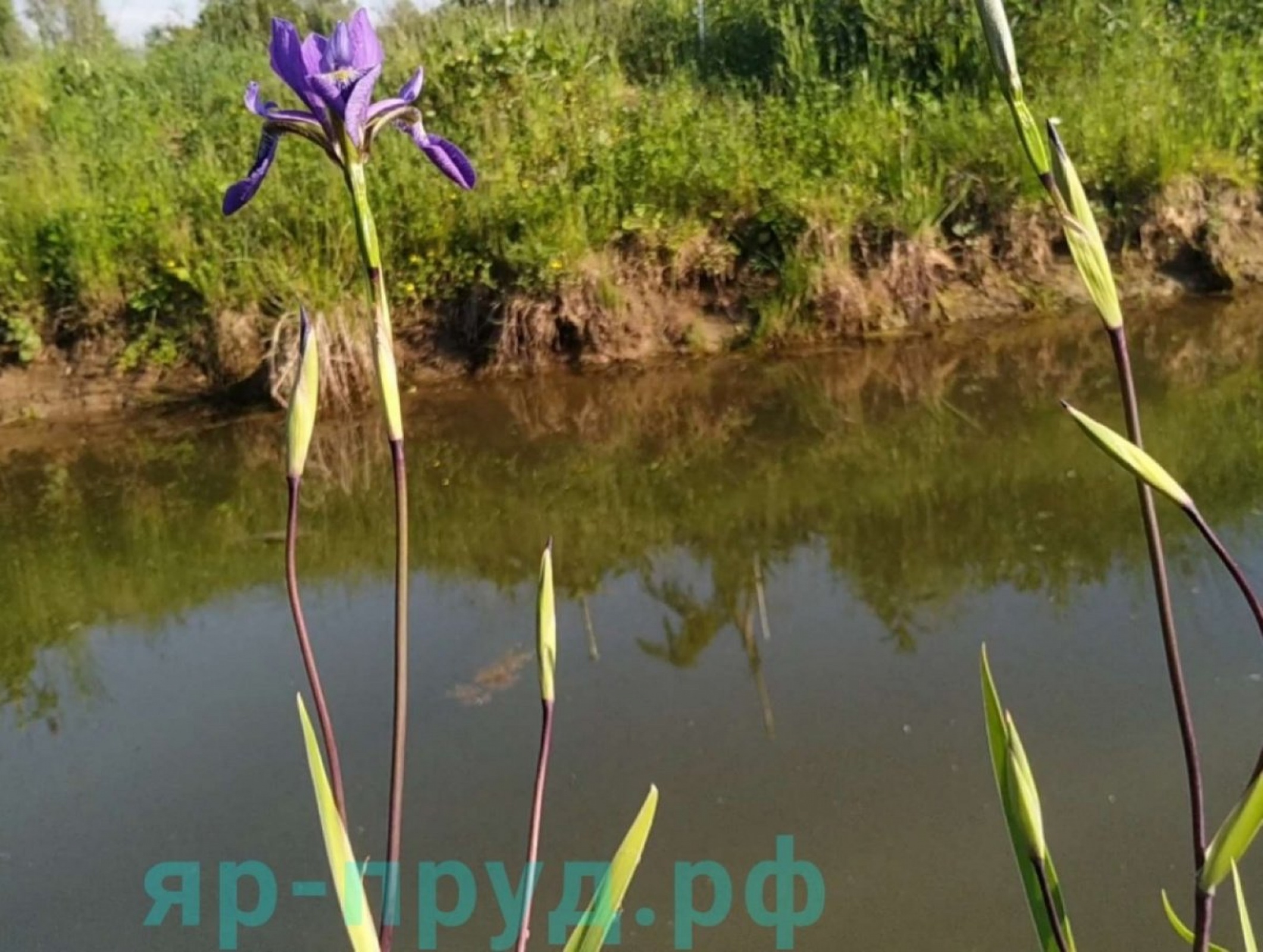 Ирис разноцветный Дак Аура (Iris versicolor Dark Aura)