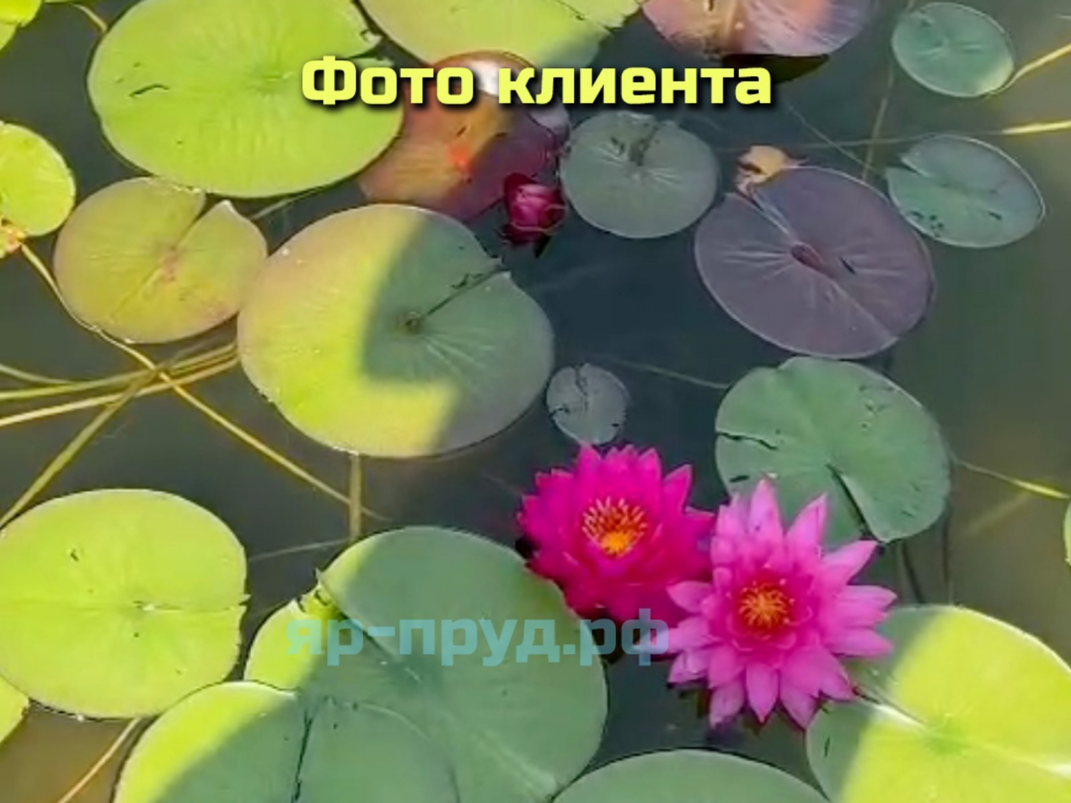 Нимфеи в Тазах 15-20 литров