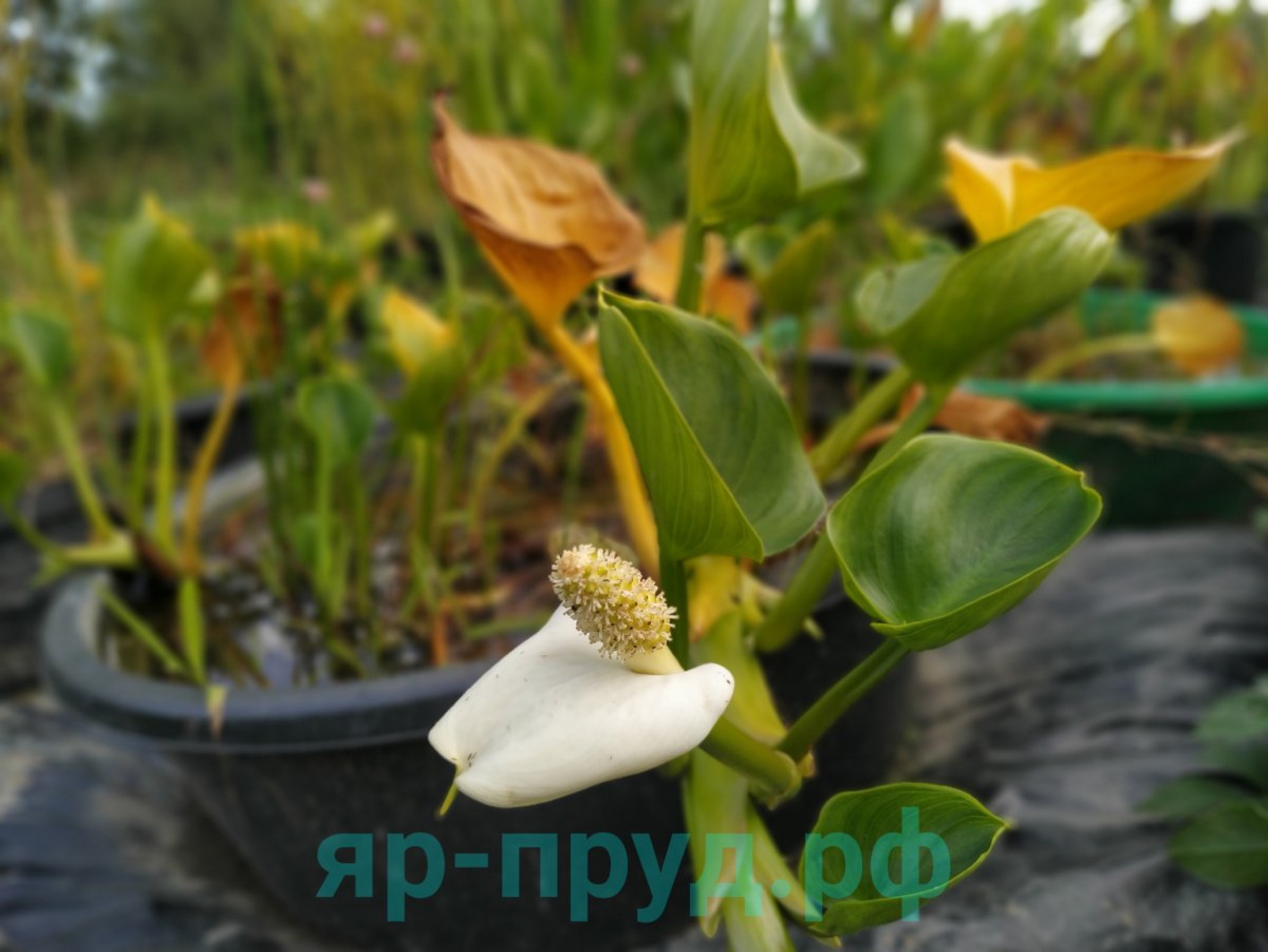 Белокрыльник болотный (Calla palustris)