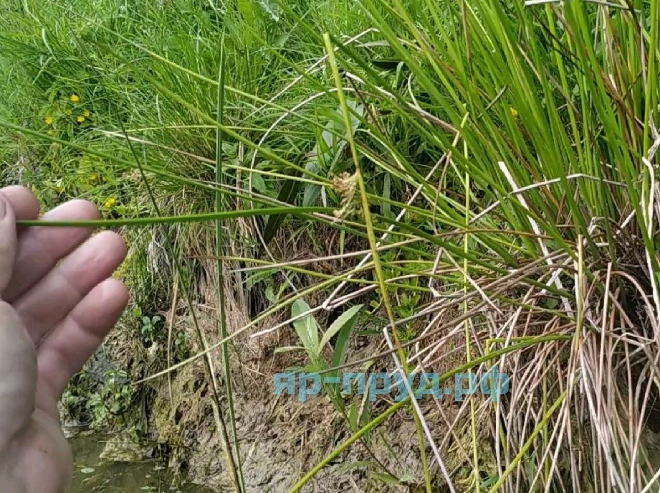Ситник развесистый (Juncus effusus)
