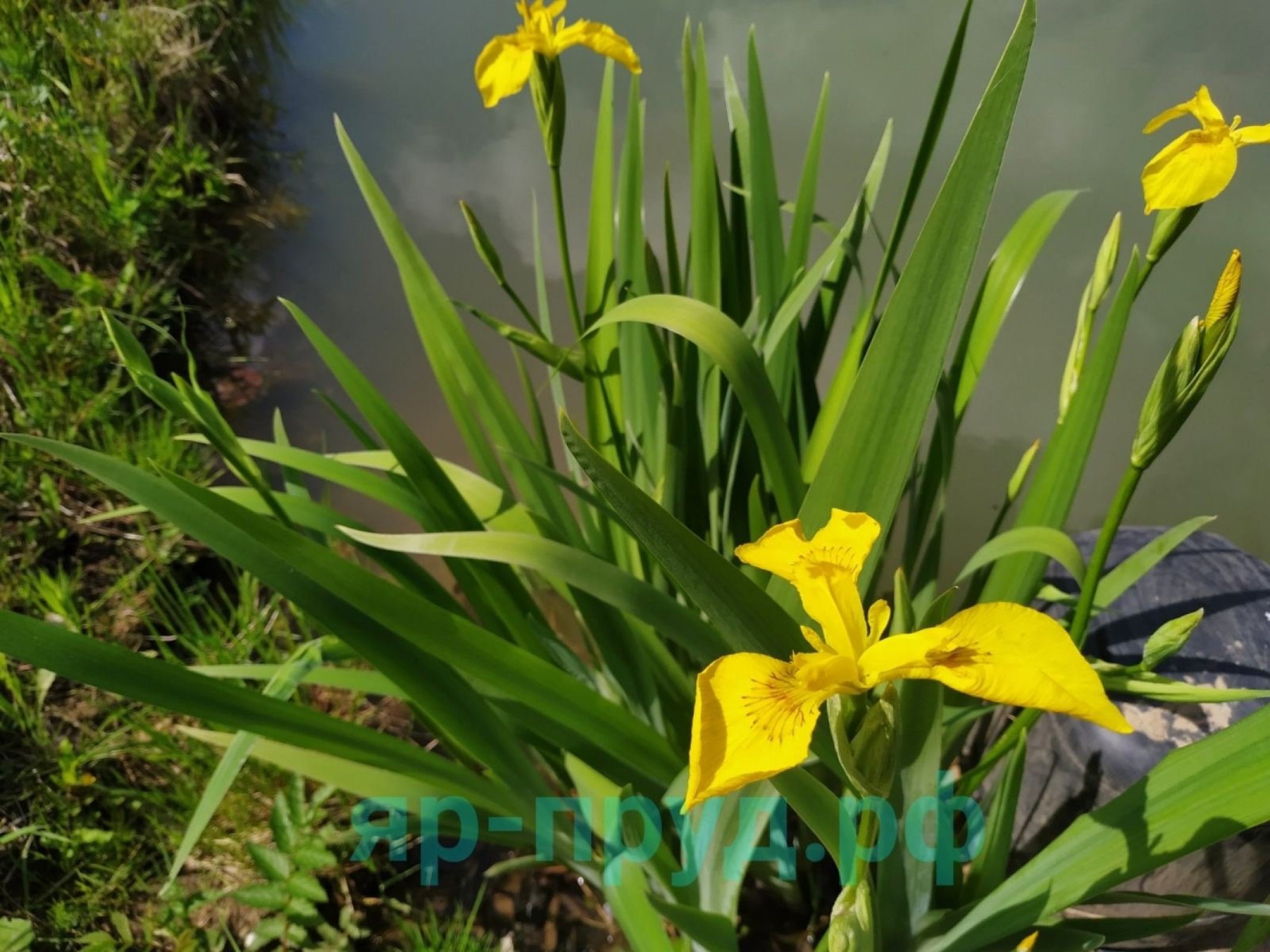 Ирис болотный (Iris pseudacorus)