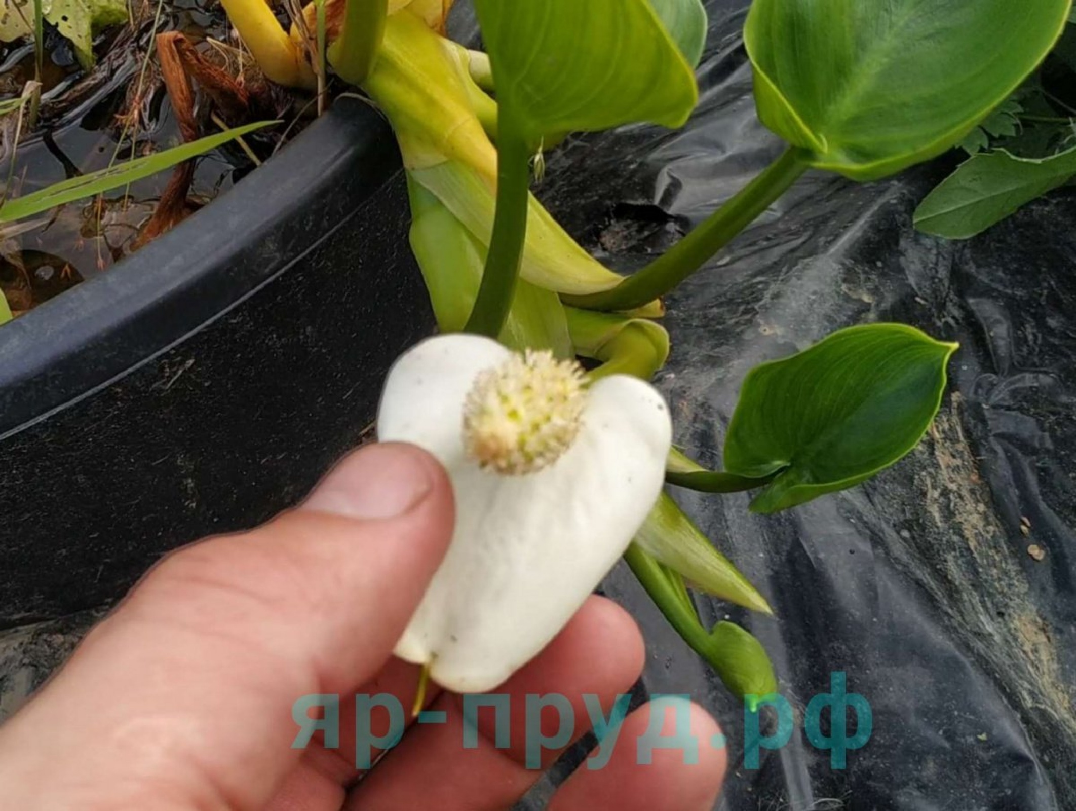 Белокрыльник болотный (Calla palustris)