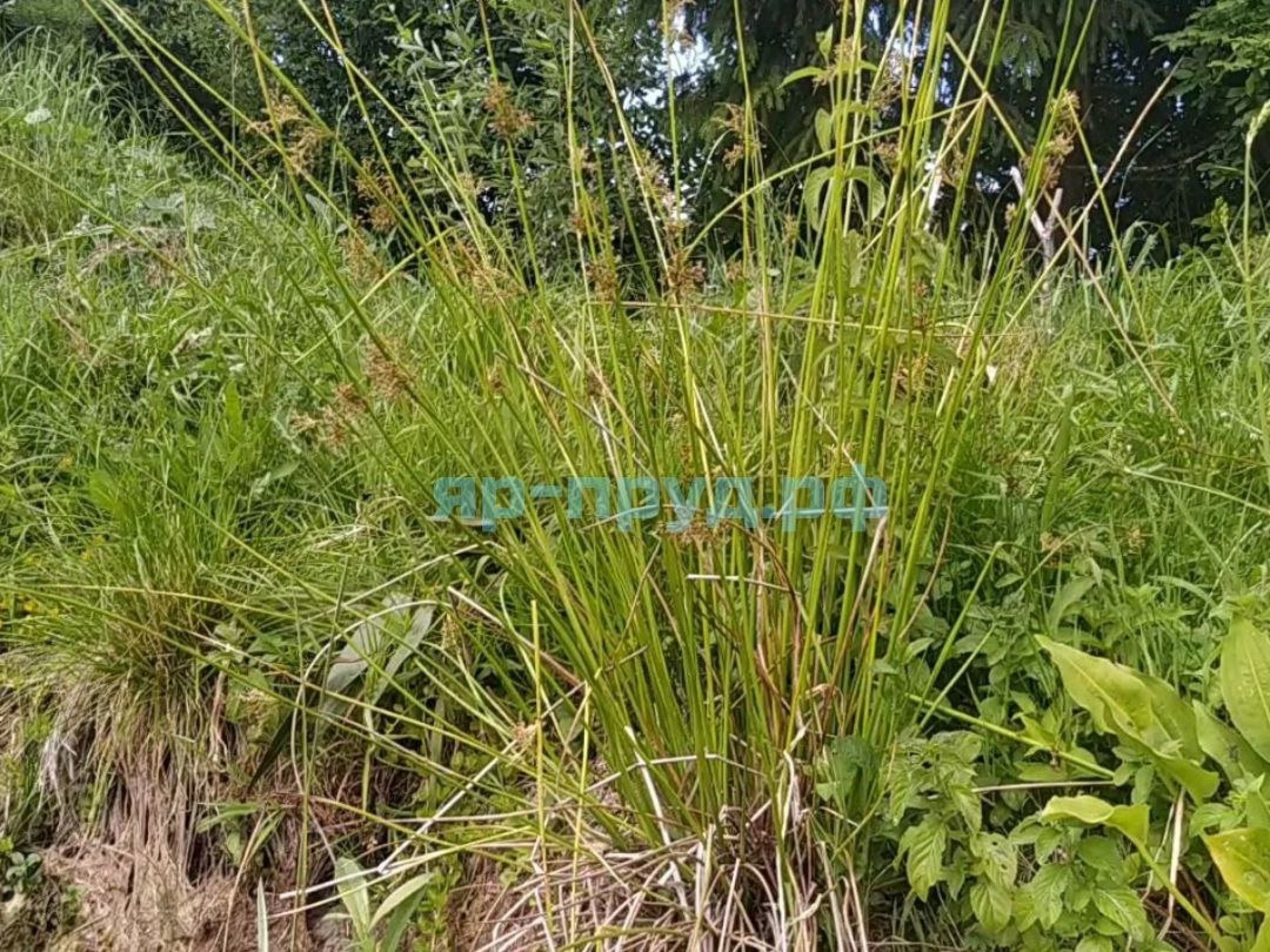 Ситник развесистый (Juncus effusus)