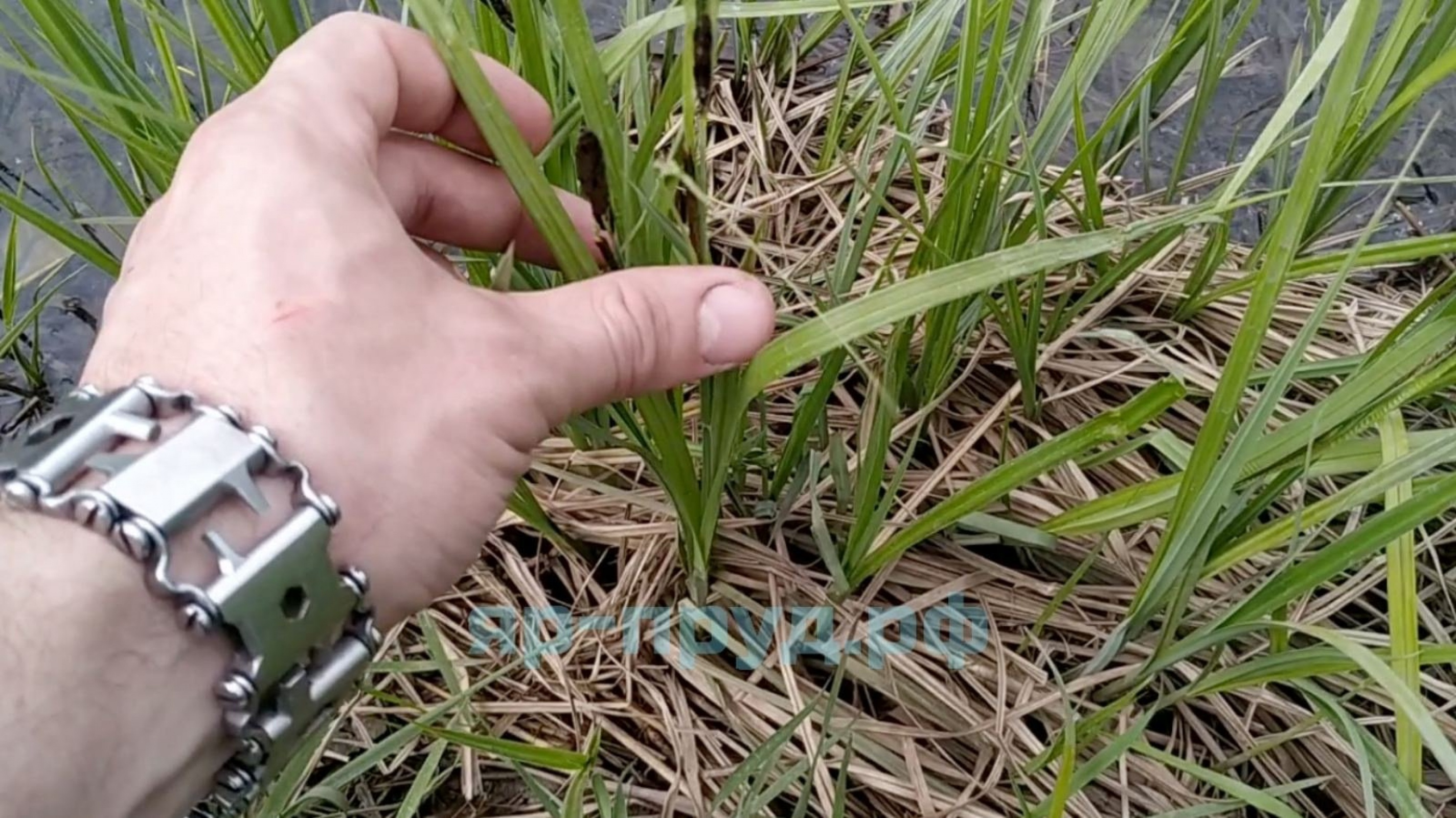 Осока дернистая (Carex cespitosa)