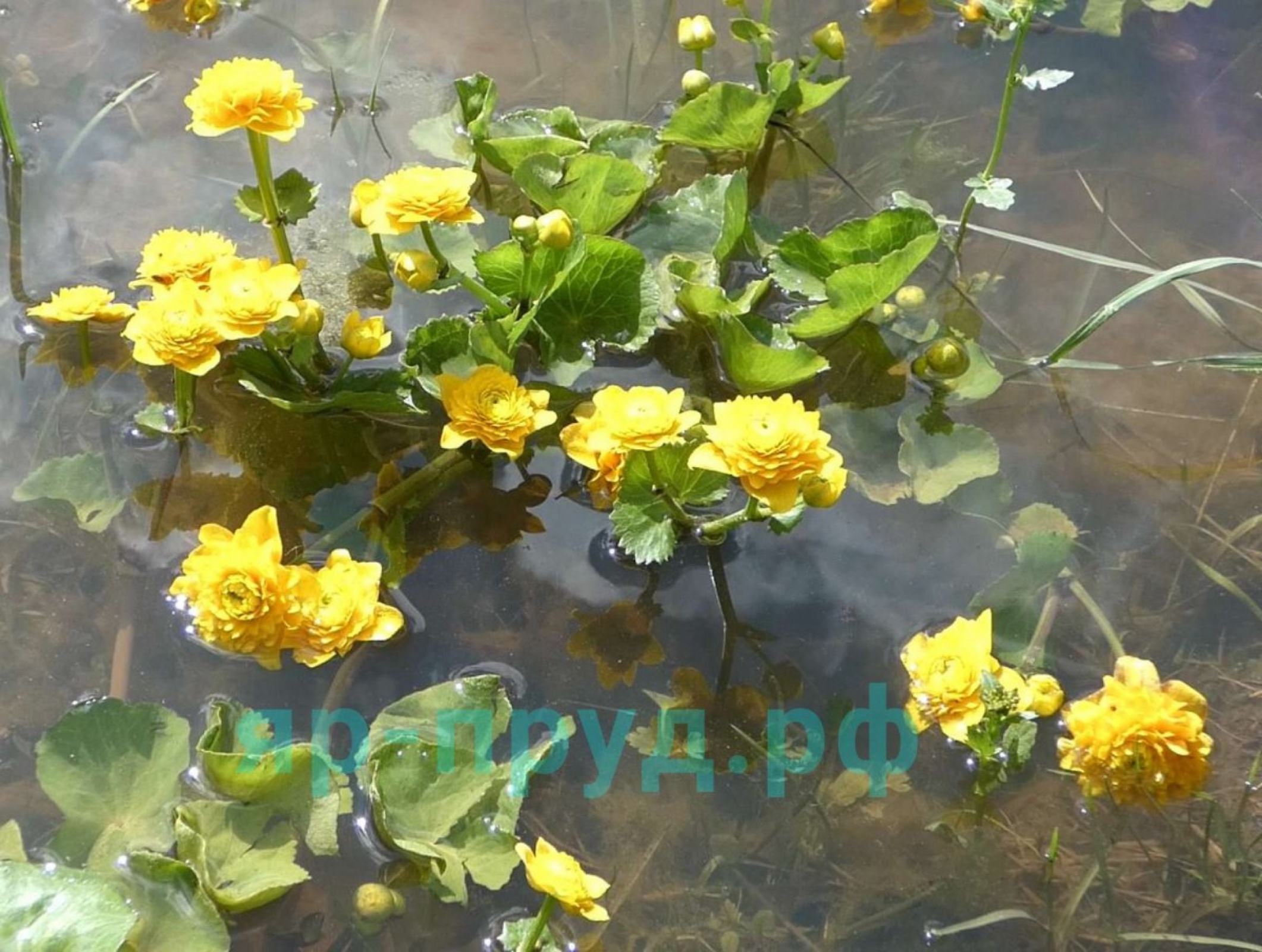 Калужница болотная махровая (Caltha palustris plena)