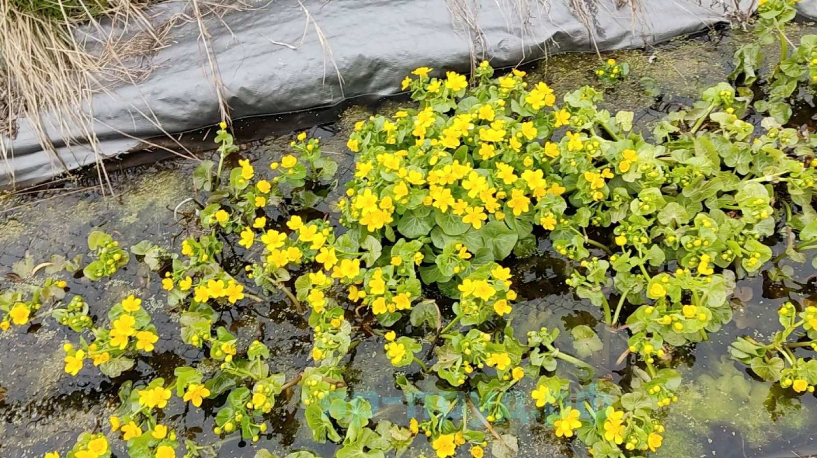 Калужница болотная (Caltha palustris)