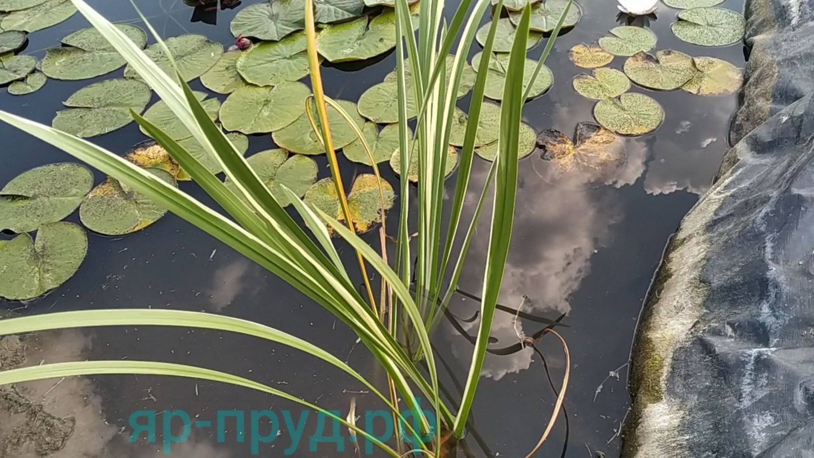 Аир болотный Вариегата (Acorus calamus Variegatus)