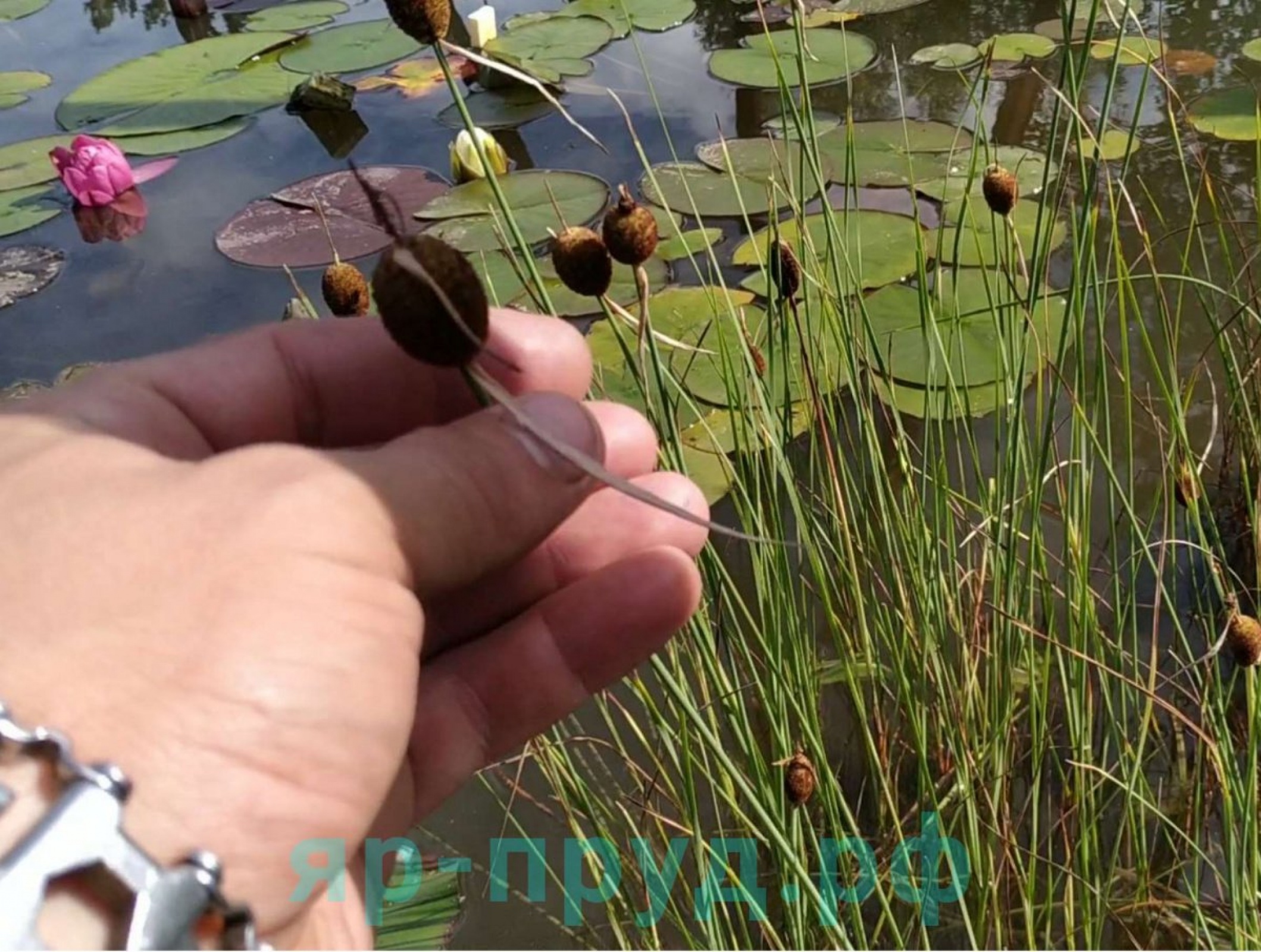 Рогоз карликовый (Typha minima)