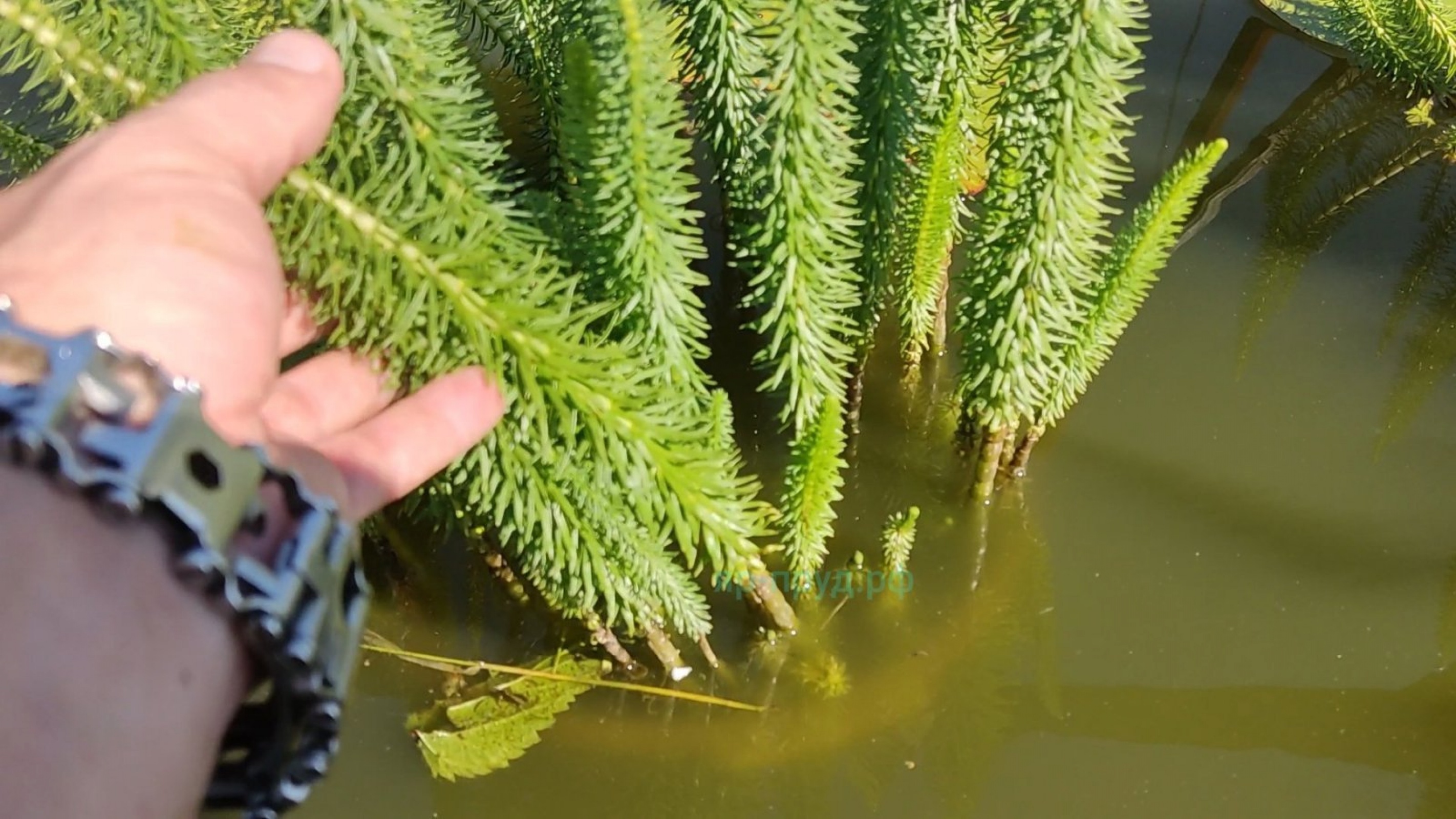 Водная сосёнка (Hippuris vulgaris)