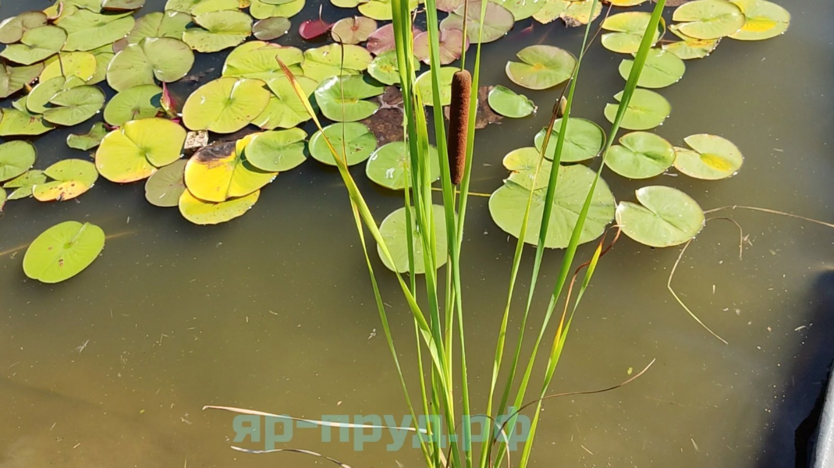 Рогоз грациозный (Typha gracilis)