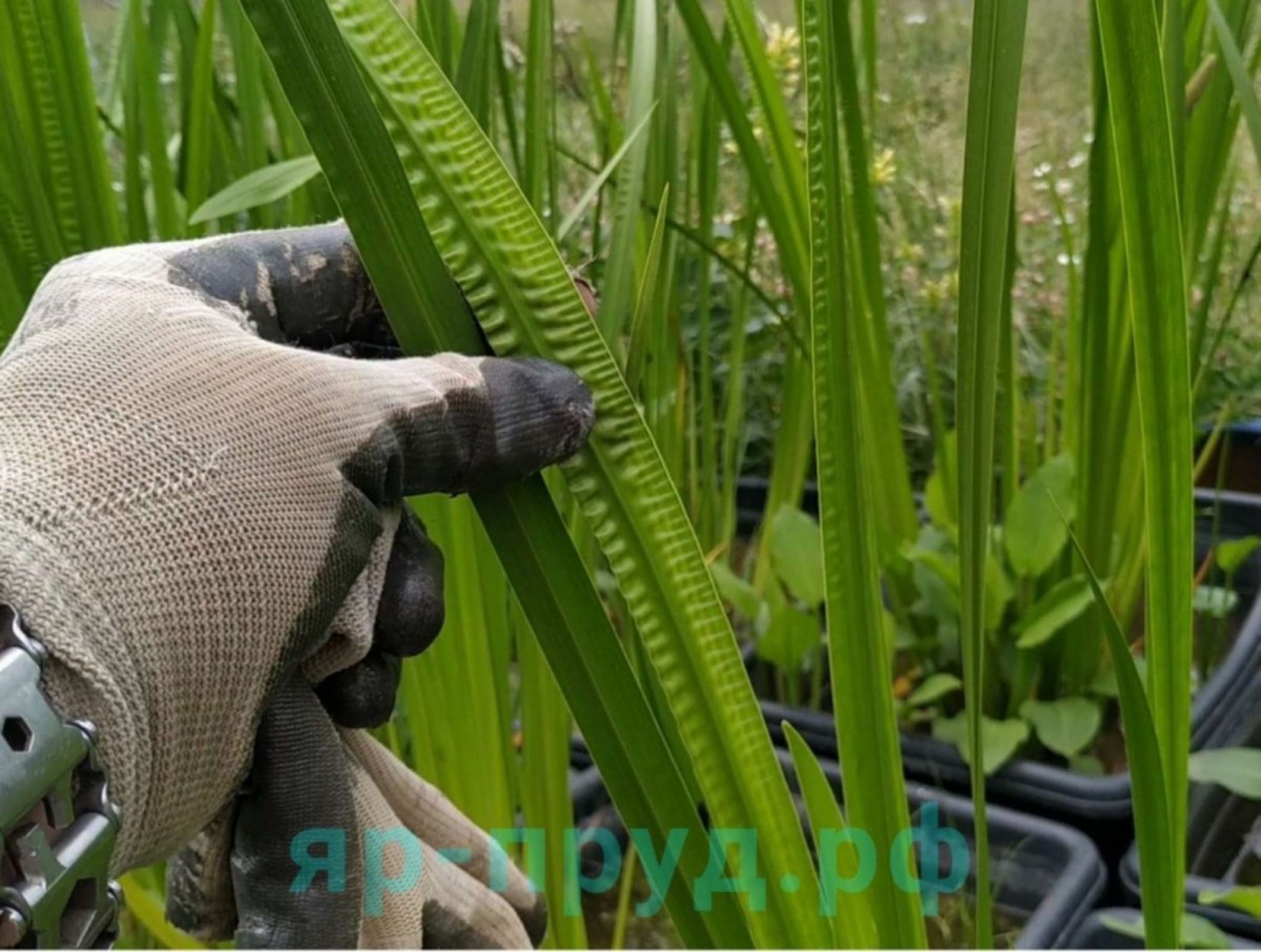 Аир болотный (Acorus calamus)