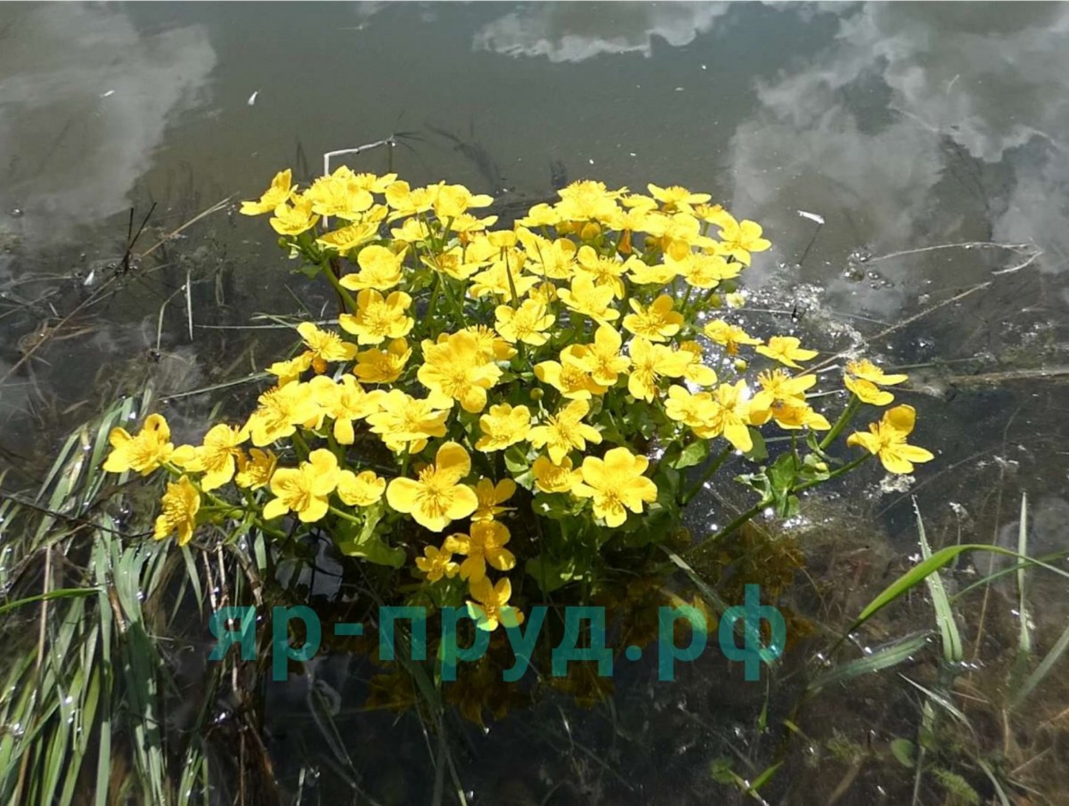 Калужница болотная (Caltha palustris)