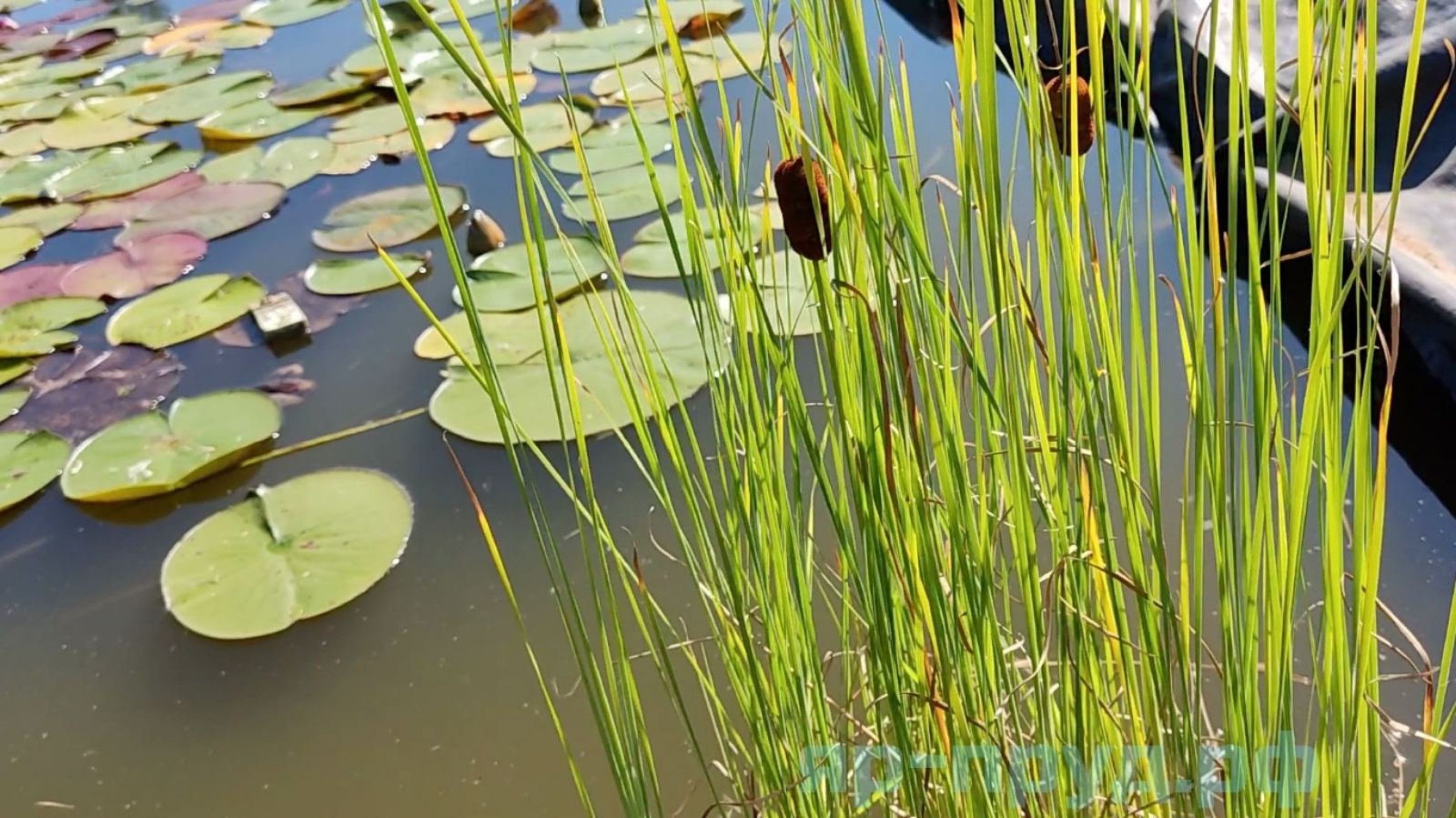 Рогоз лаксмана (Typha laxmannii)