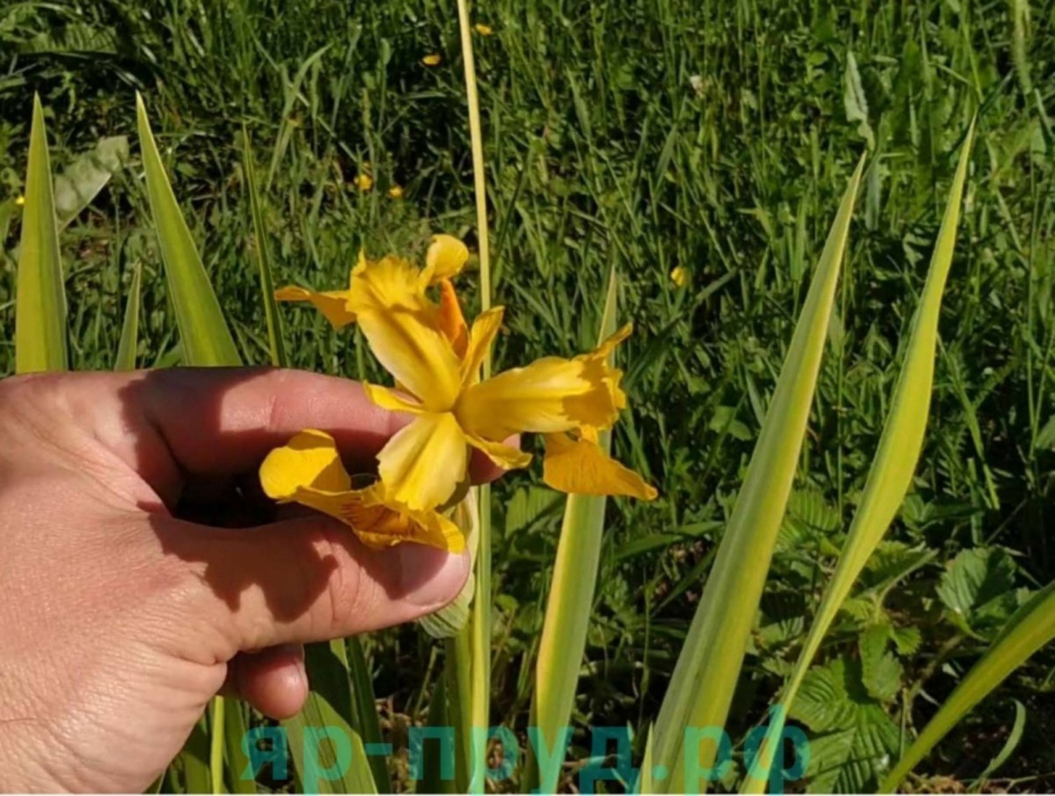 Ирис болотный пестролистный (Iris pseudacorus Variegata )
