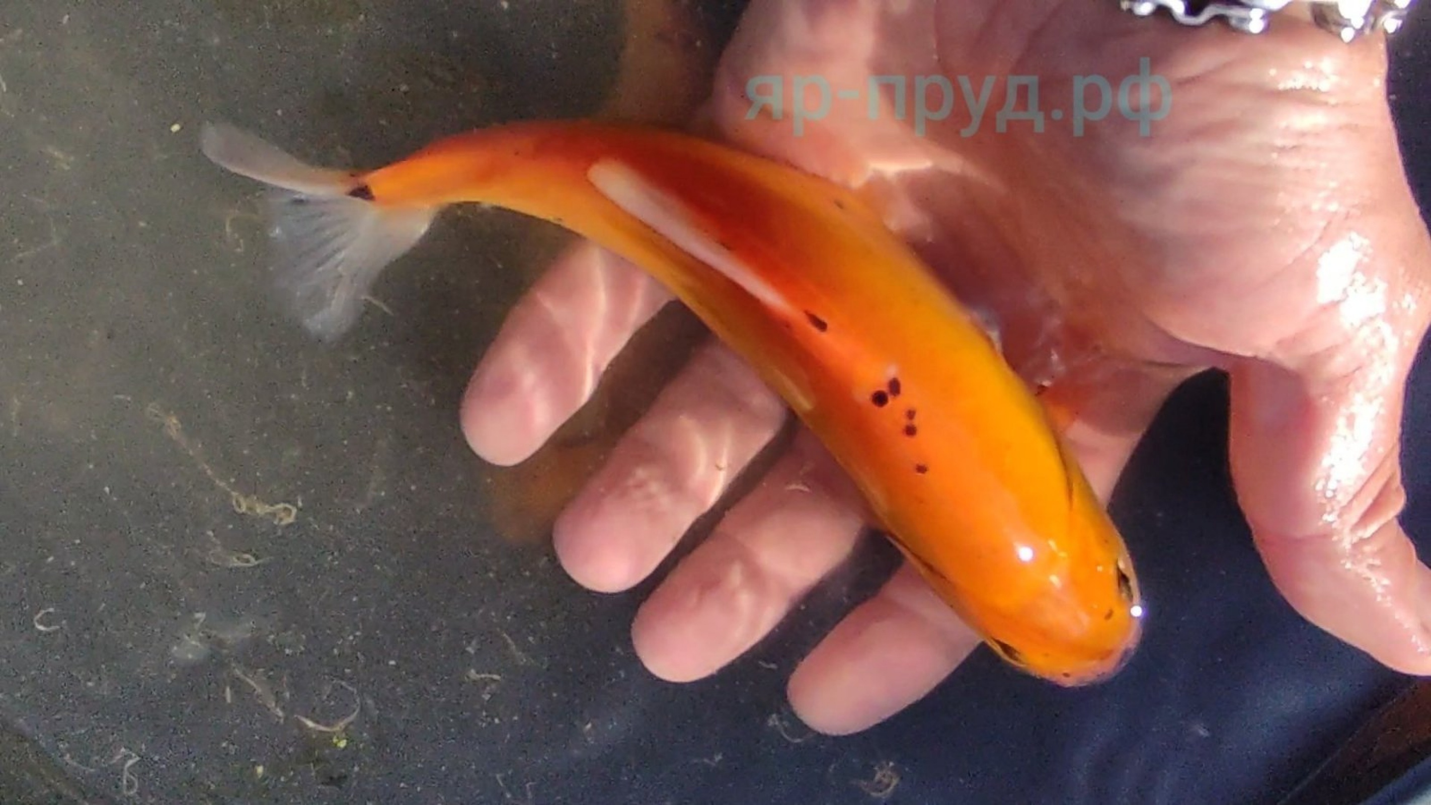 Золотой Линь (Cyprinus tinca auratus)