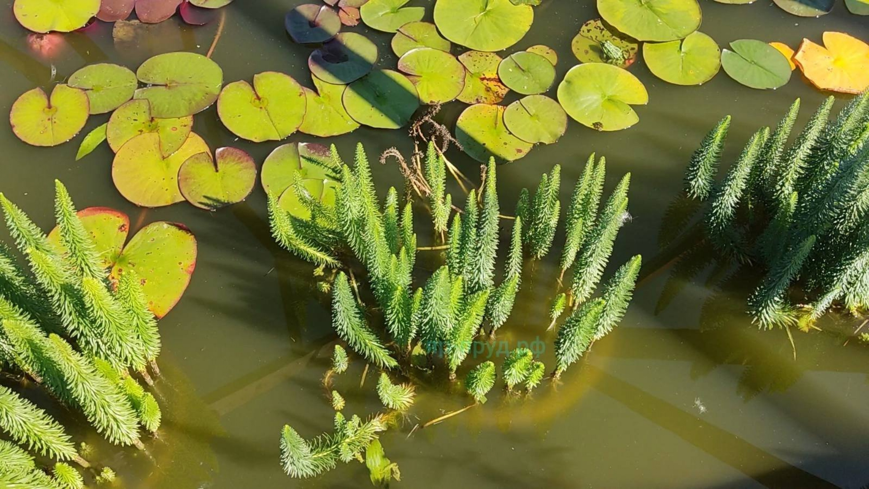 Водная сосёнка (Hippuris vulgaris)
