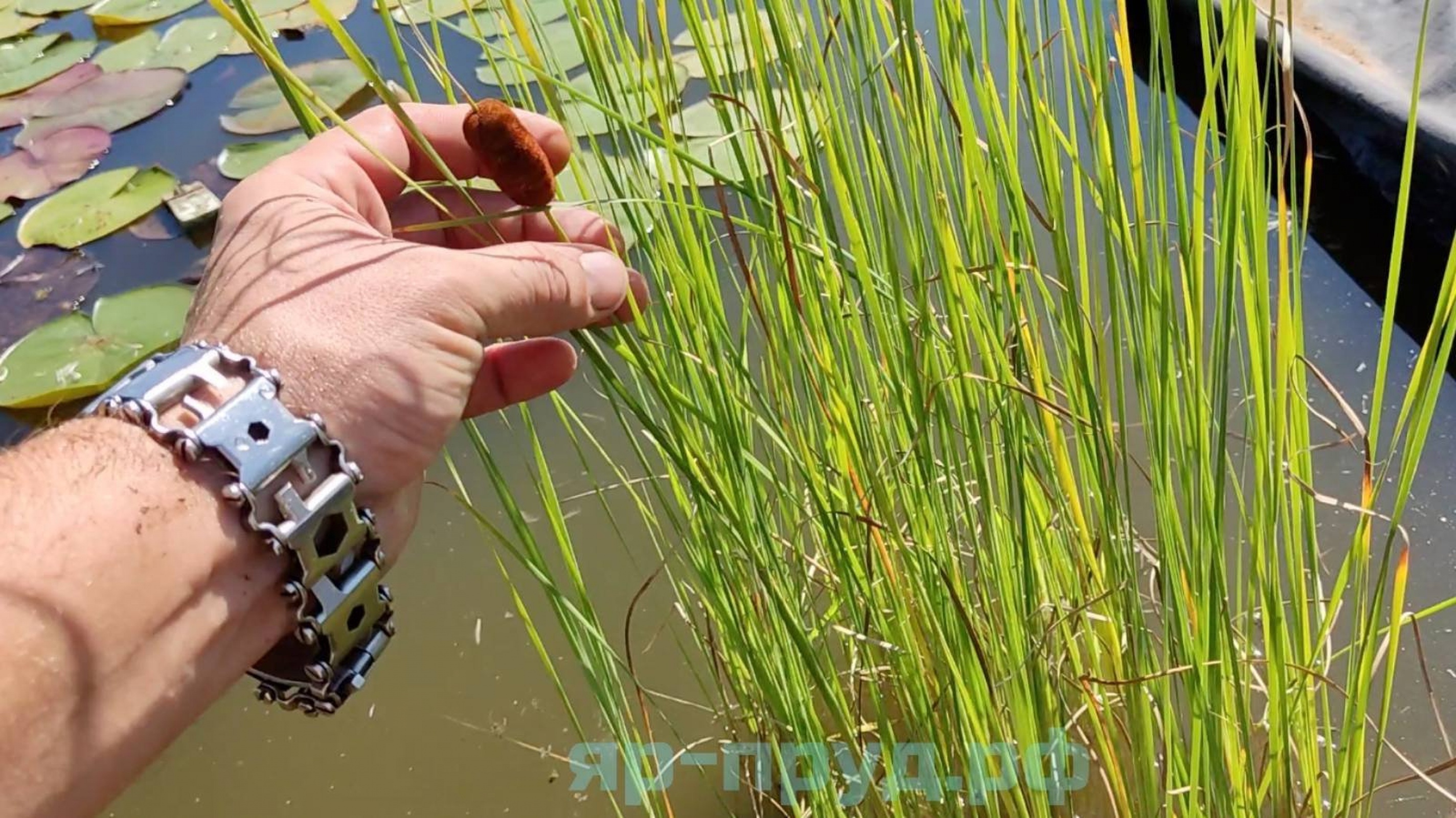 Рогоз лаксмана (Typha laxmannii)