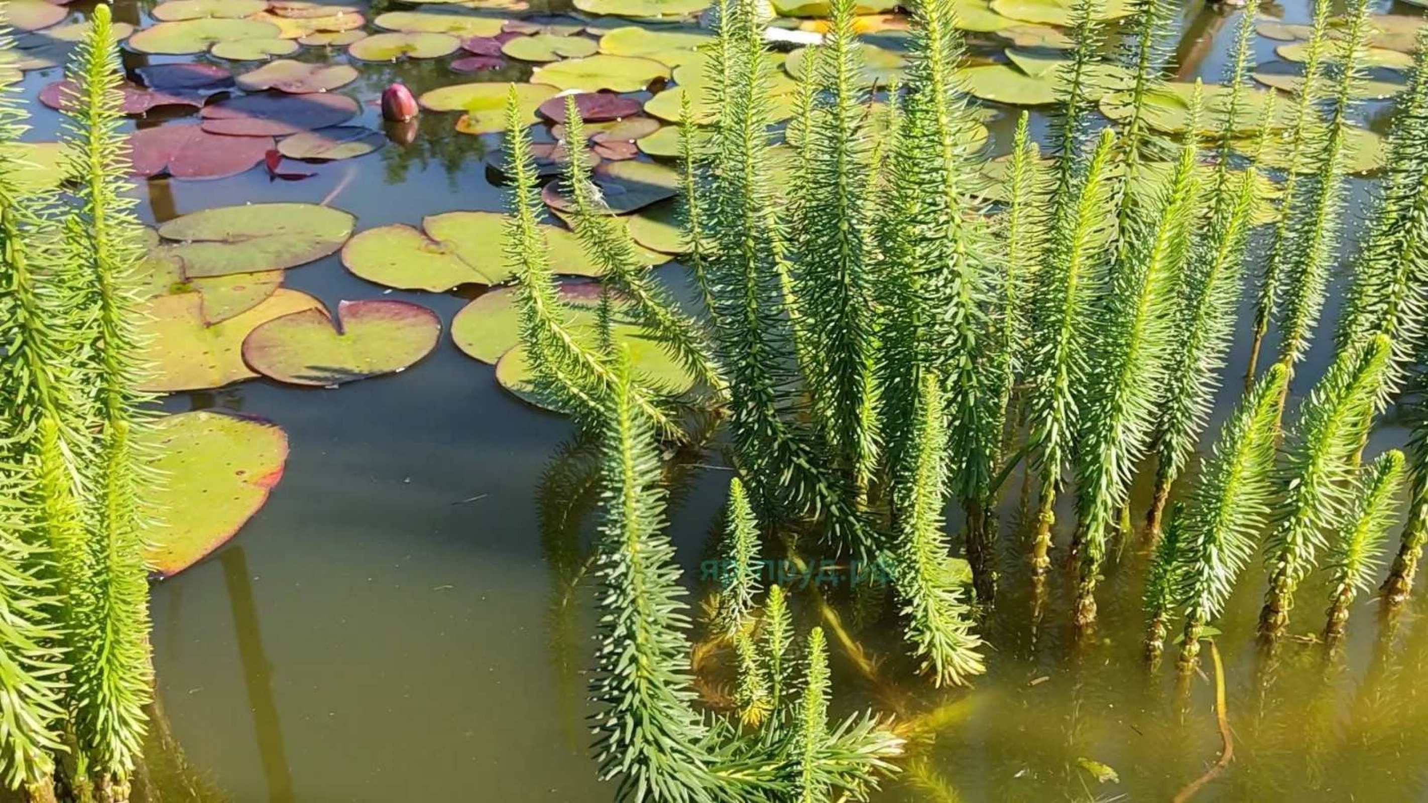 Водная сосёнка (Hippuris vulgaris)