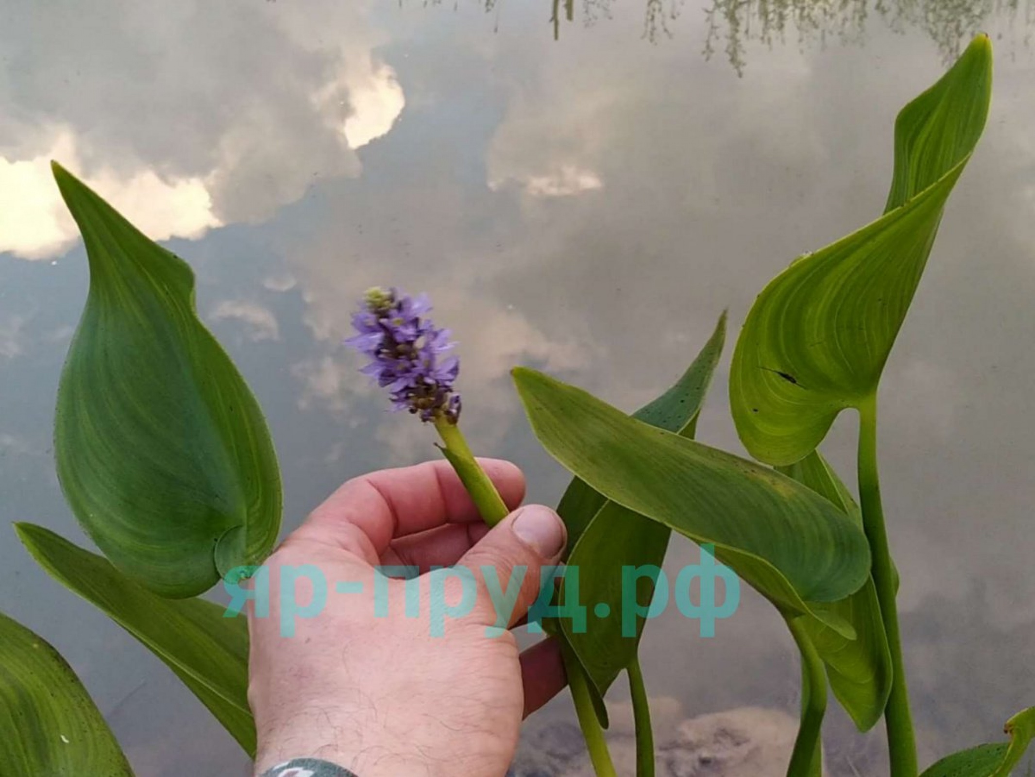 Понтедерия сердцелистная (Pontederia cordata)