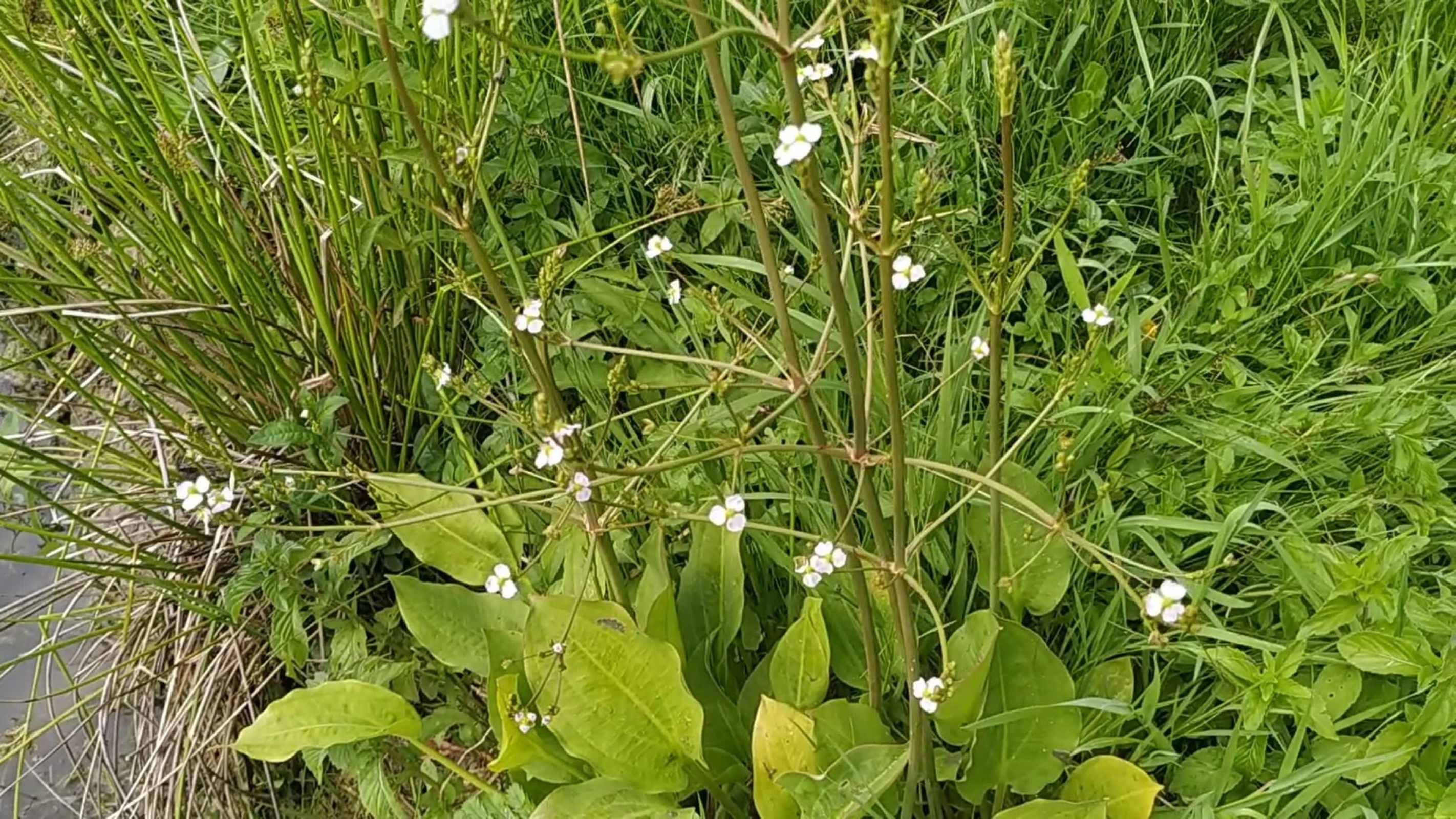 Частуха подорожниковая (Alisma plantago-aquatica)