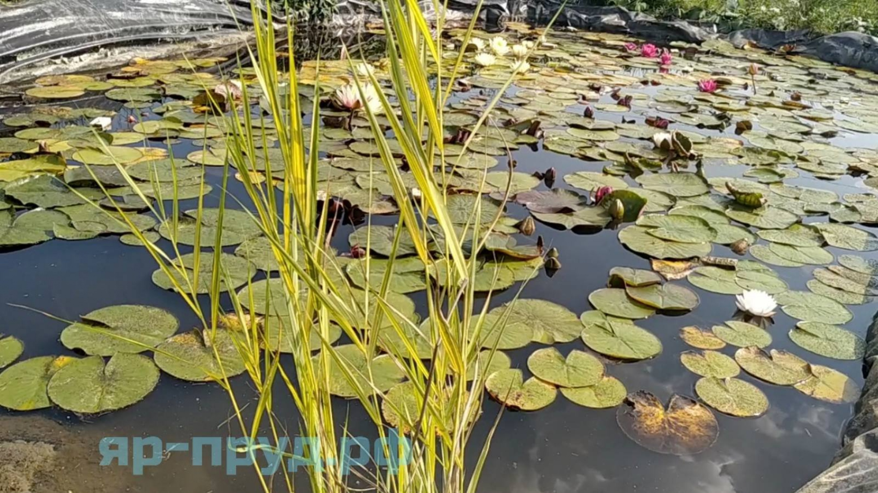 Тростник южный пестролистный (Phragmites australis Variegatus)