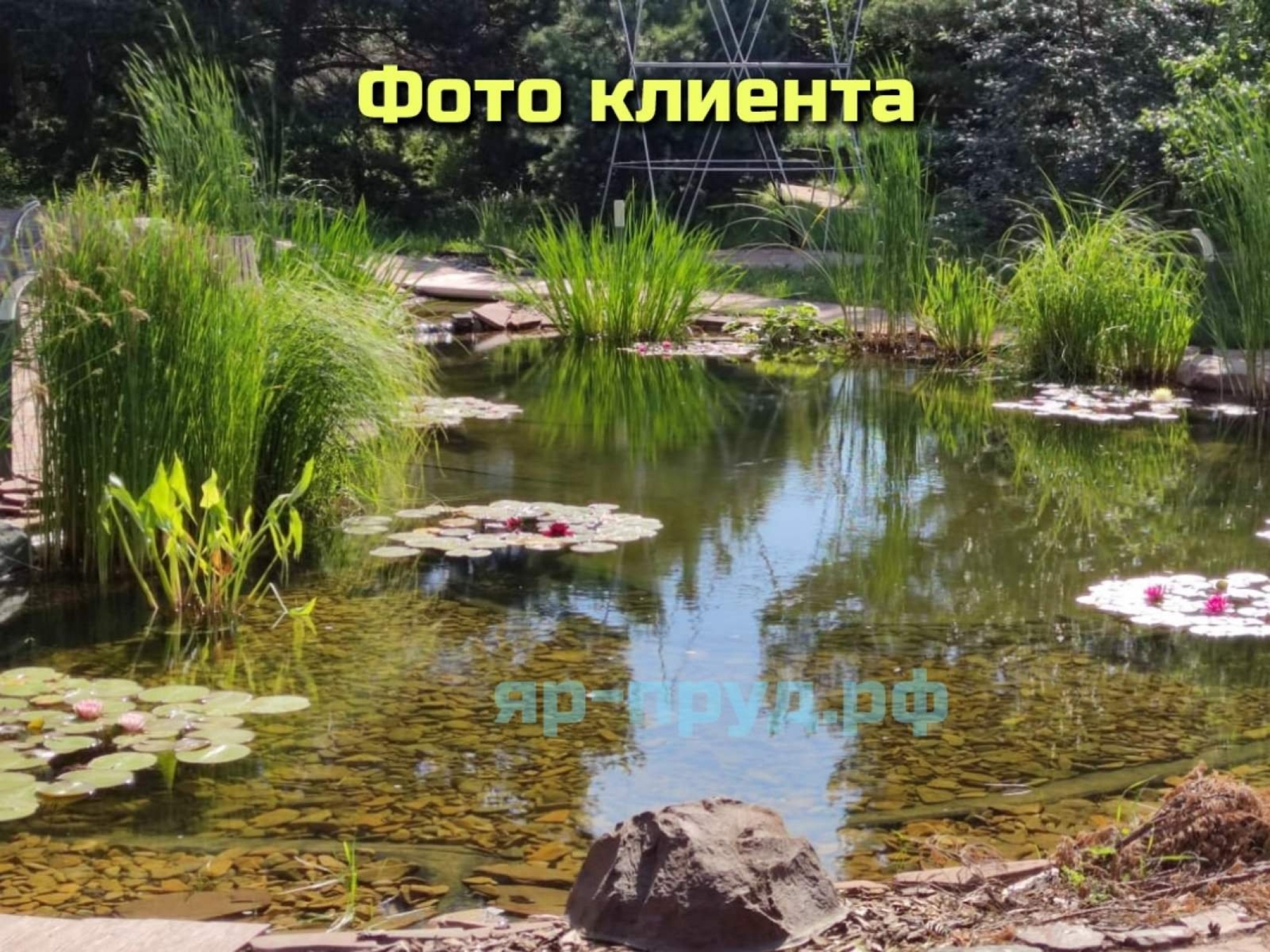 Нимфеи в Тазах 15-20 литров