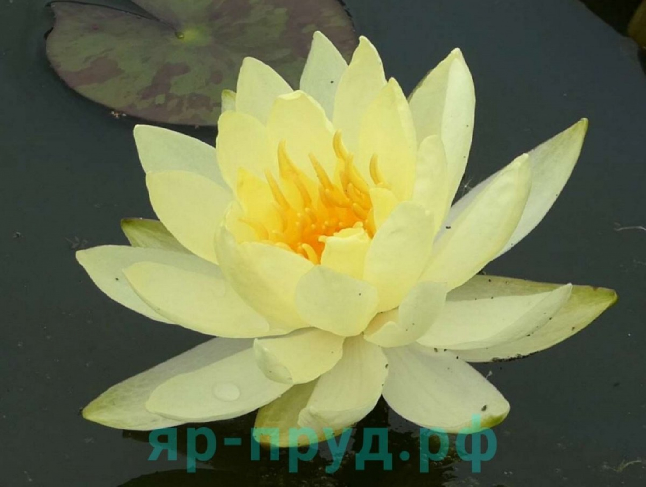 Yellow Sensation (Елоу Сенсейшн)