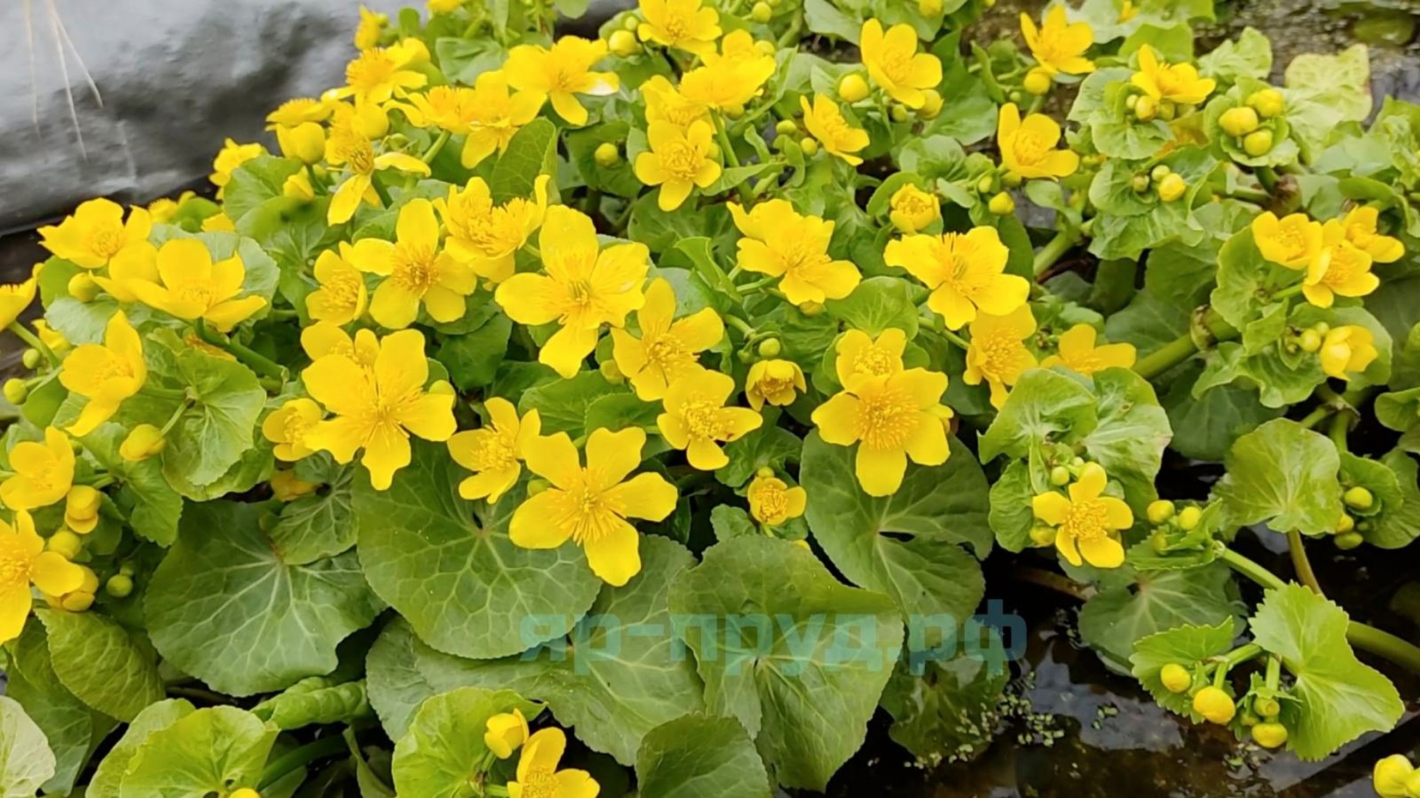 Калужница болотная (Caltha palustris)