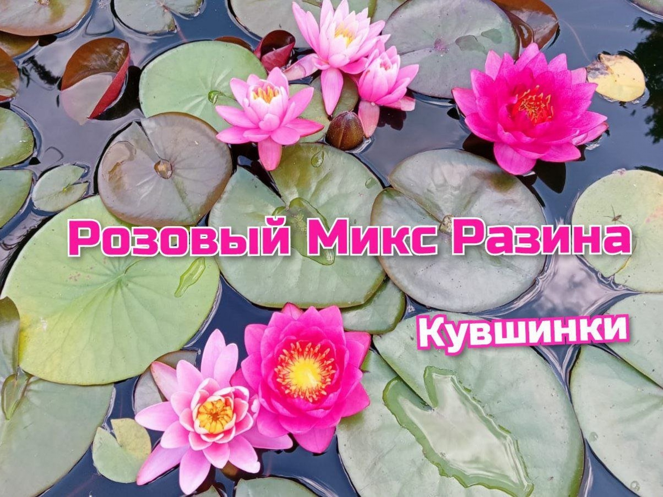 Розовый микс Разина