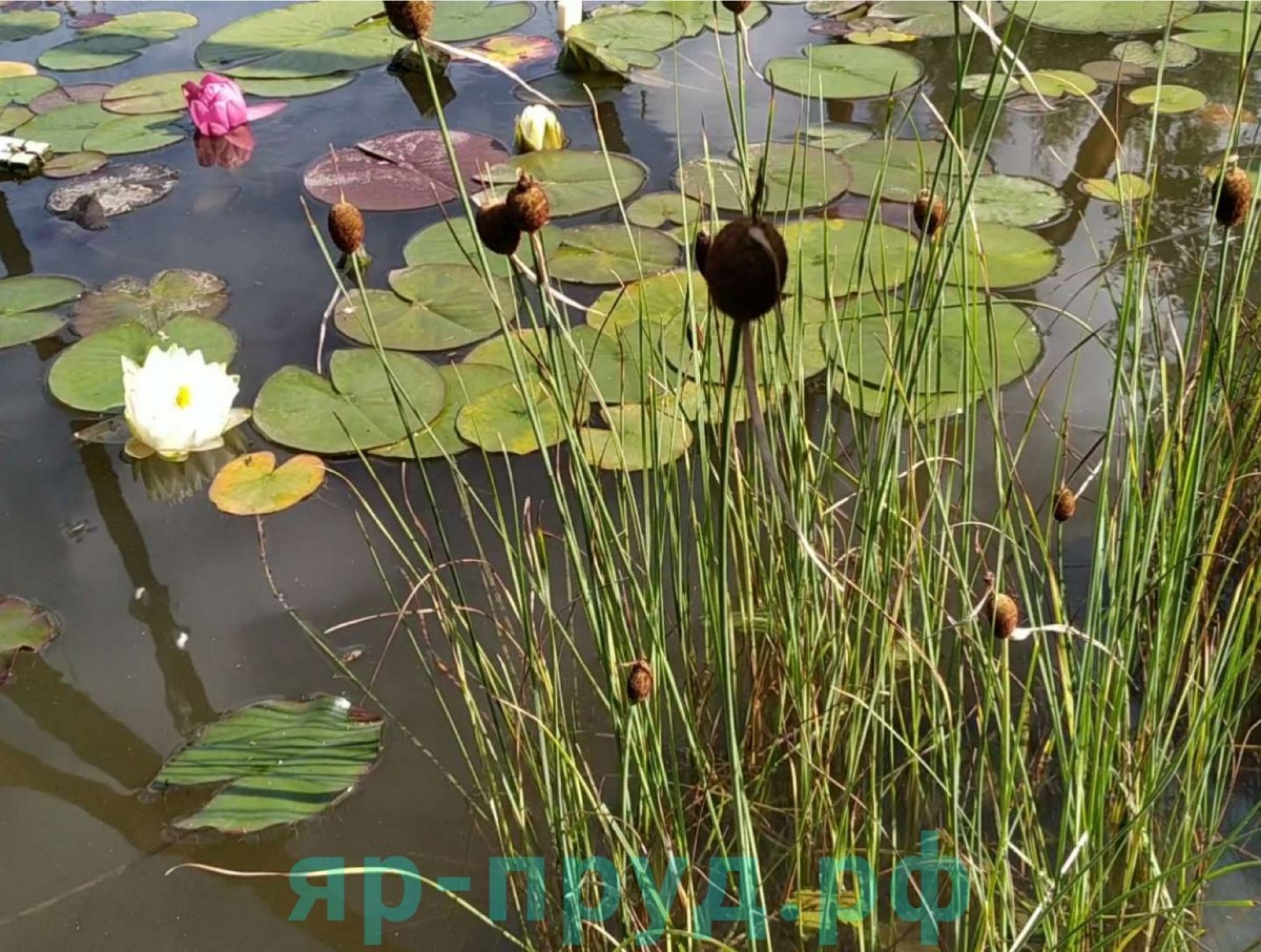 Рогоз карликовый (Typha minima)