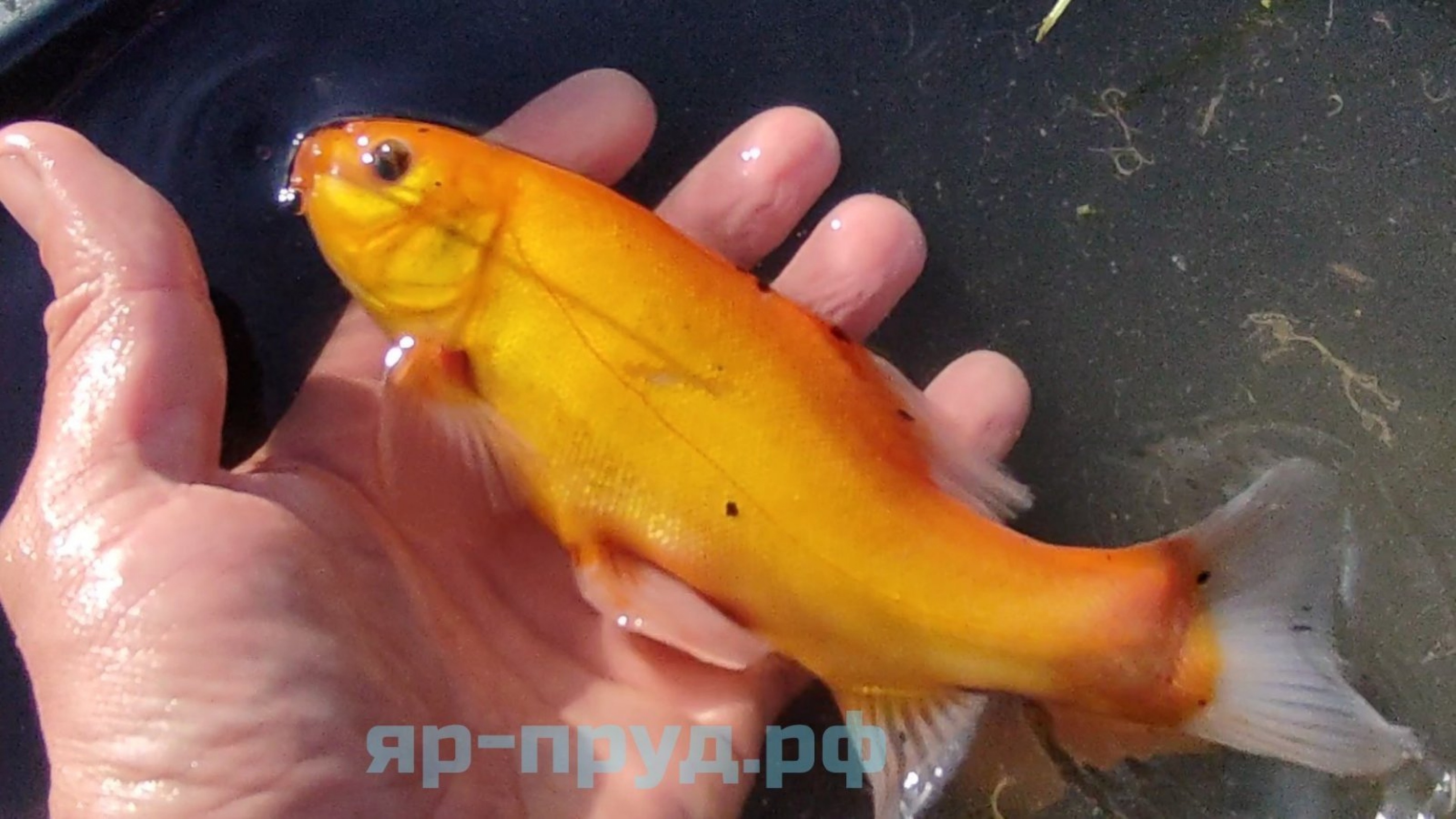 Золотой Линь (Cyprinus tinca auratus)