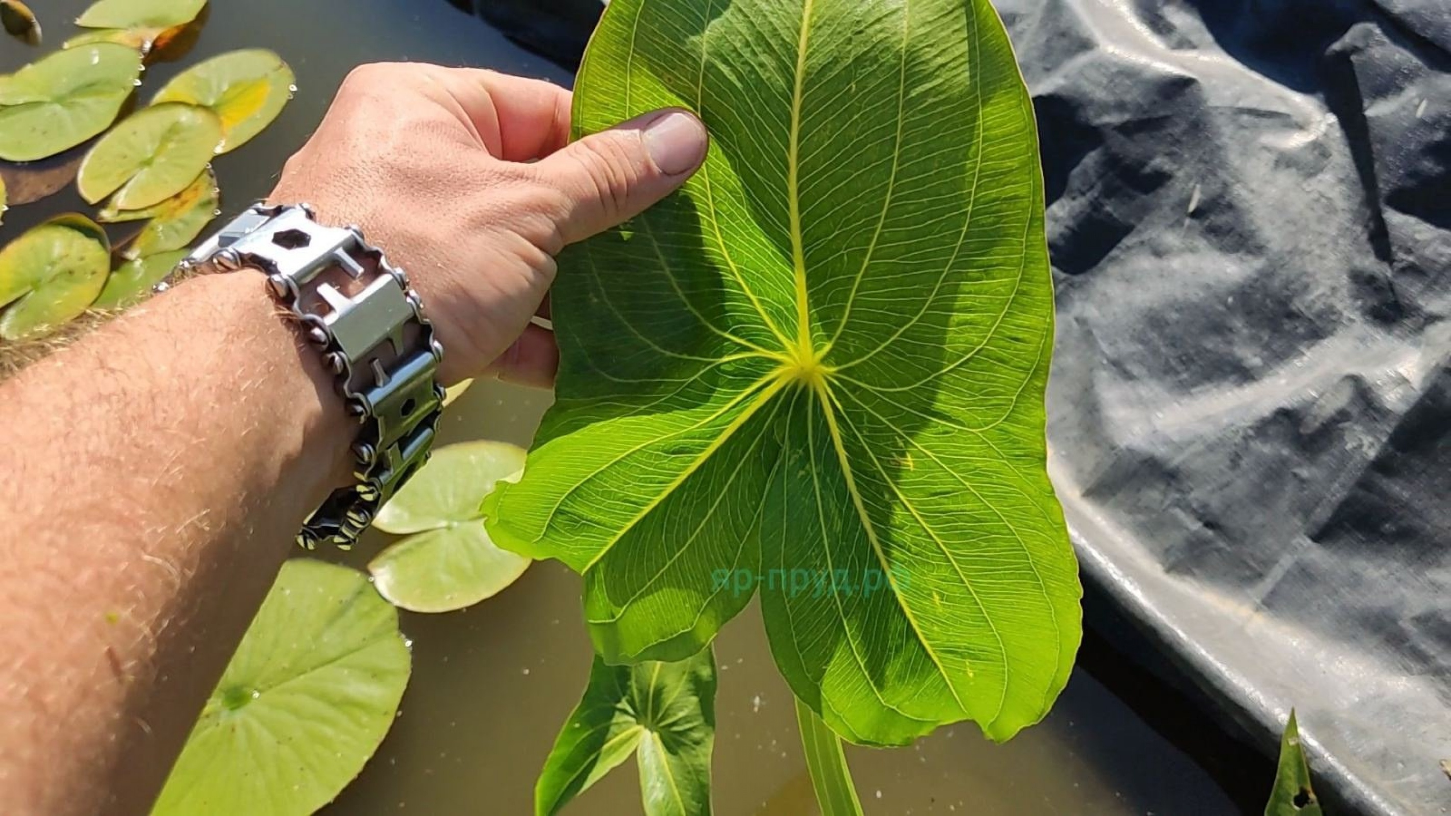 Стрелолист японский махровый (Sagittaria japonica Flore Pleno)