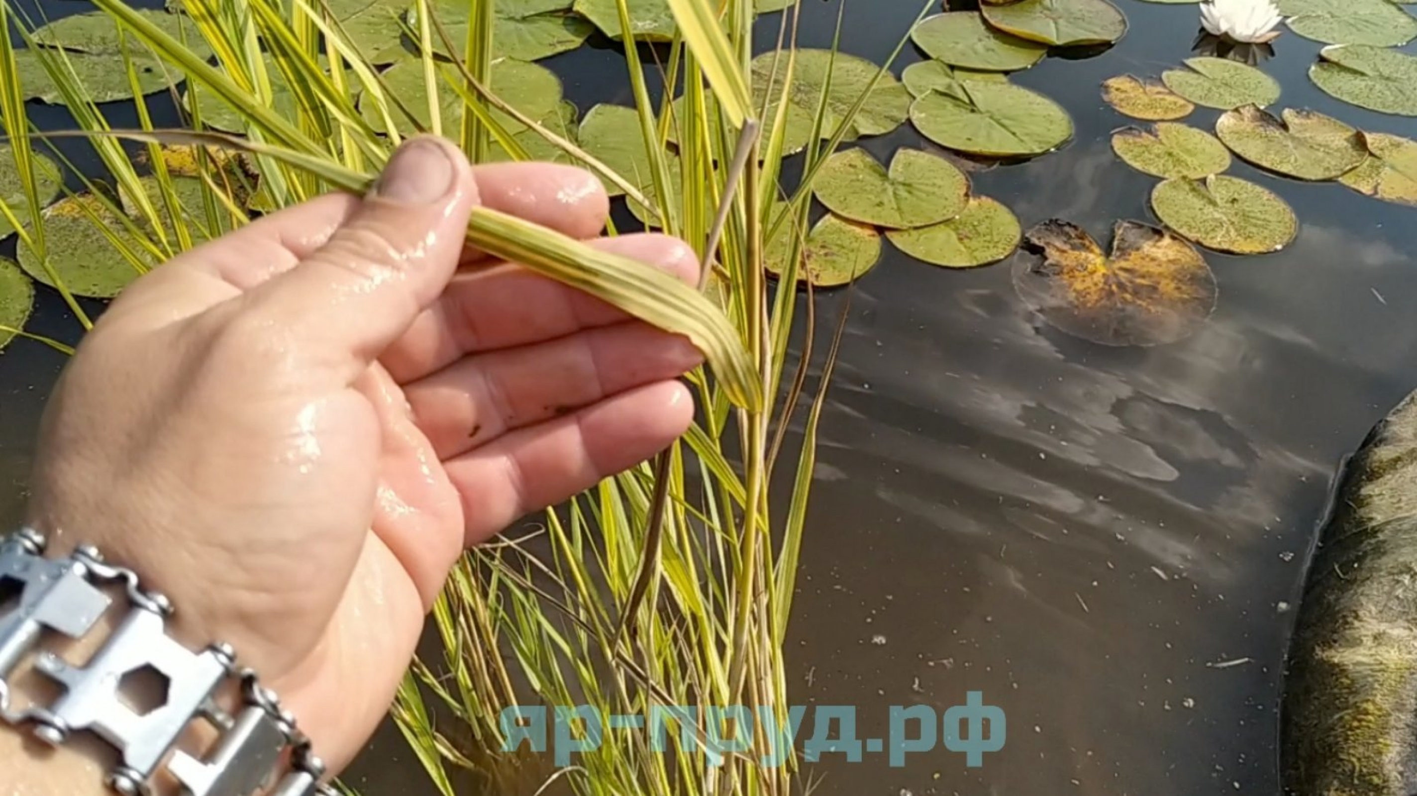 Тростник южный пестролистный (Phragmites australis Variegatus)