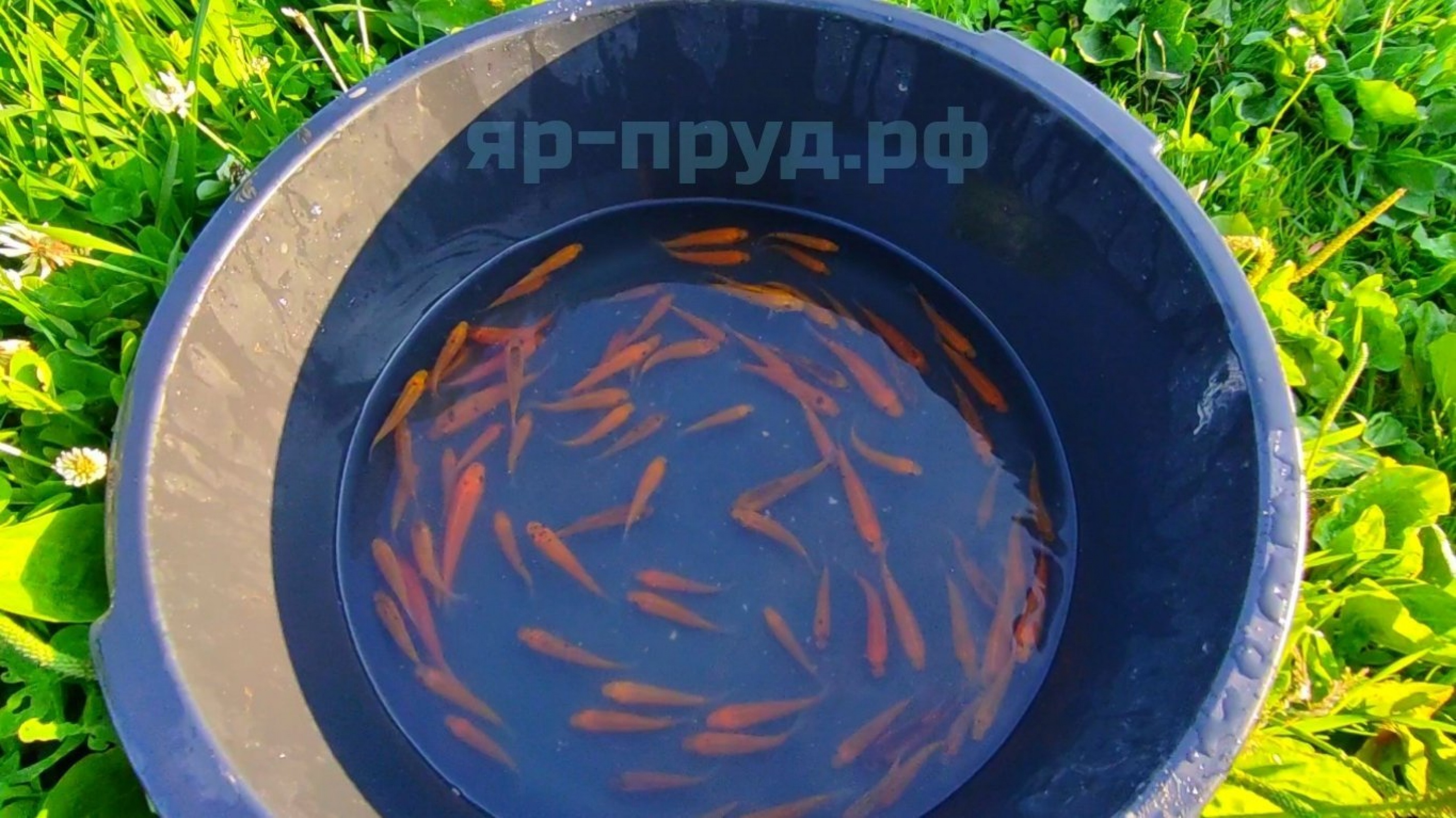 Золотой Линь (Cyprinus tinca auratus)